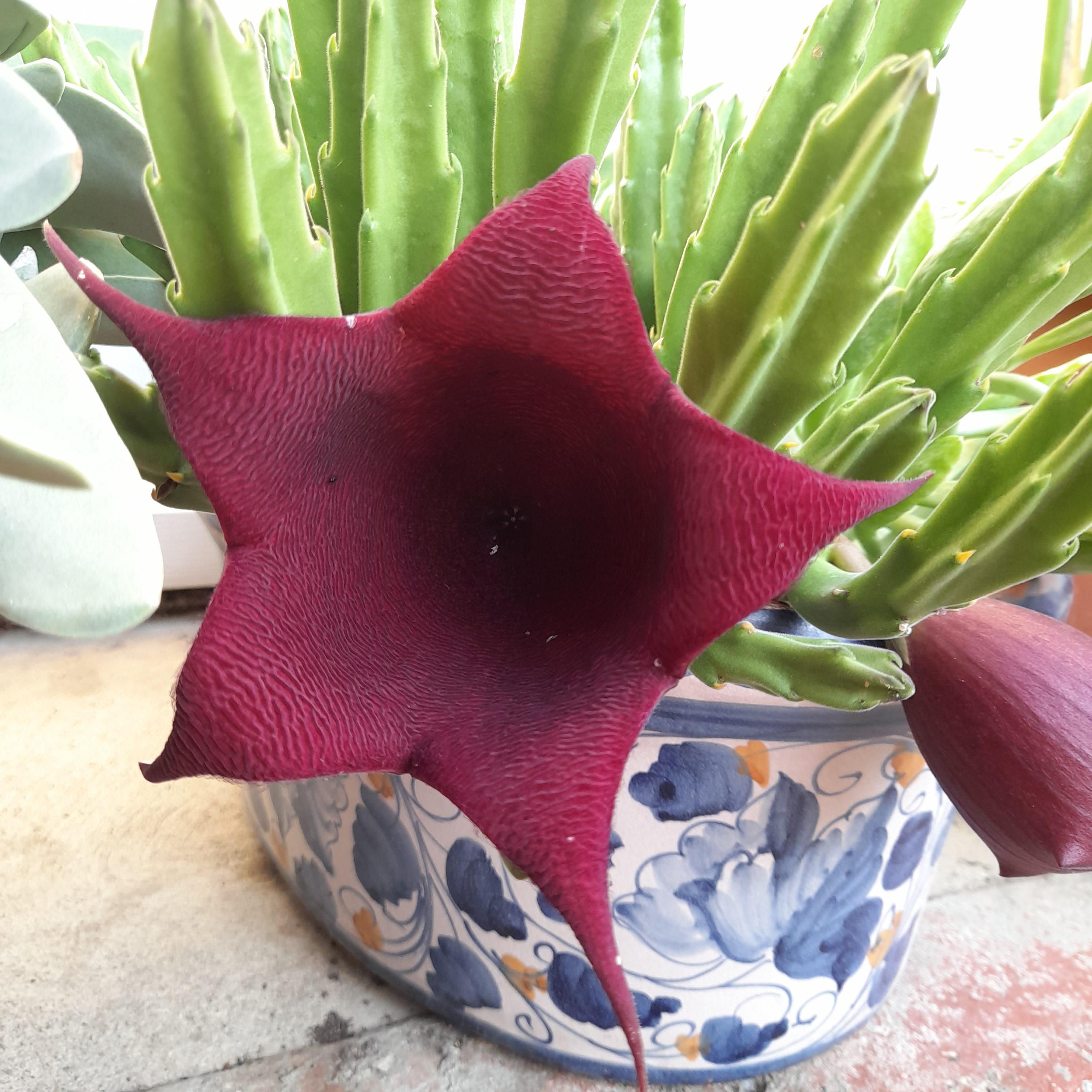 what is this? the flower smells bad that flies are attracted to it. r