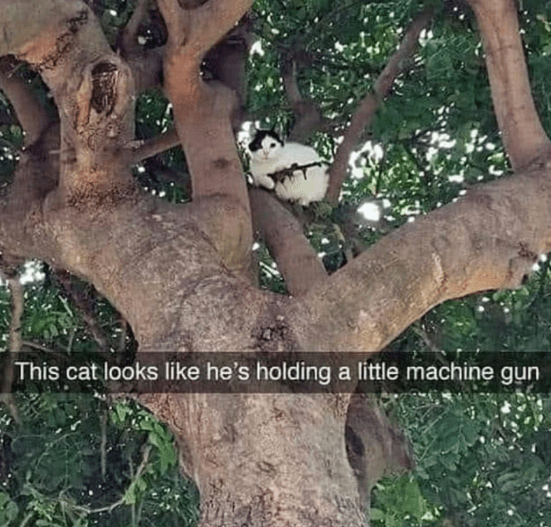 Protector of Trees, defender of Cats r/Bossfight