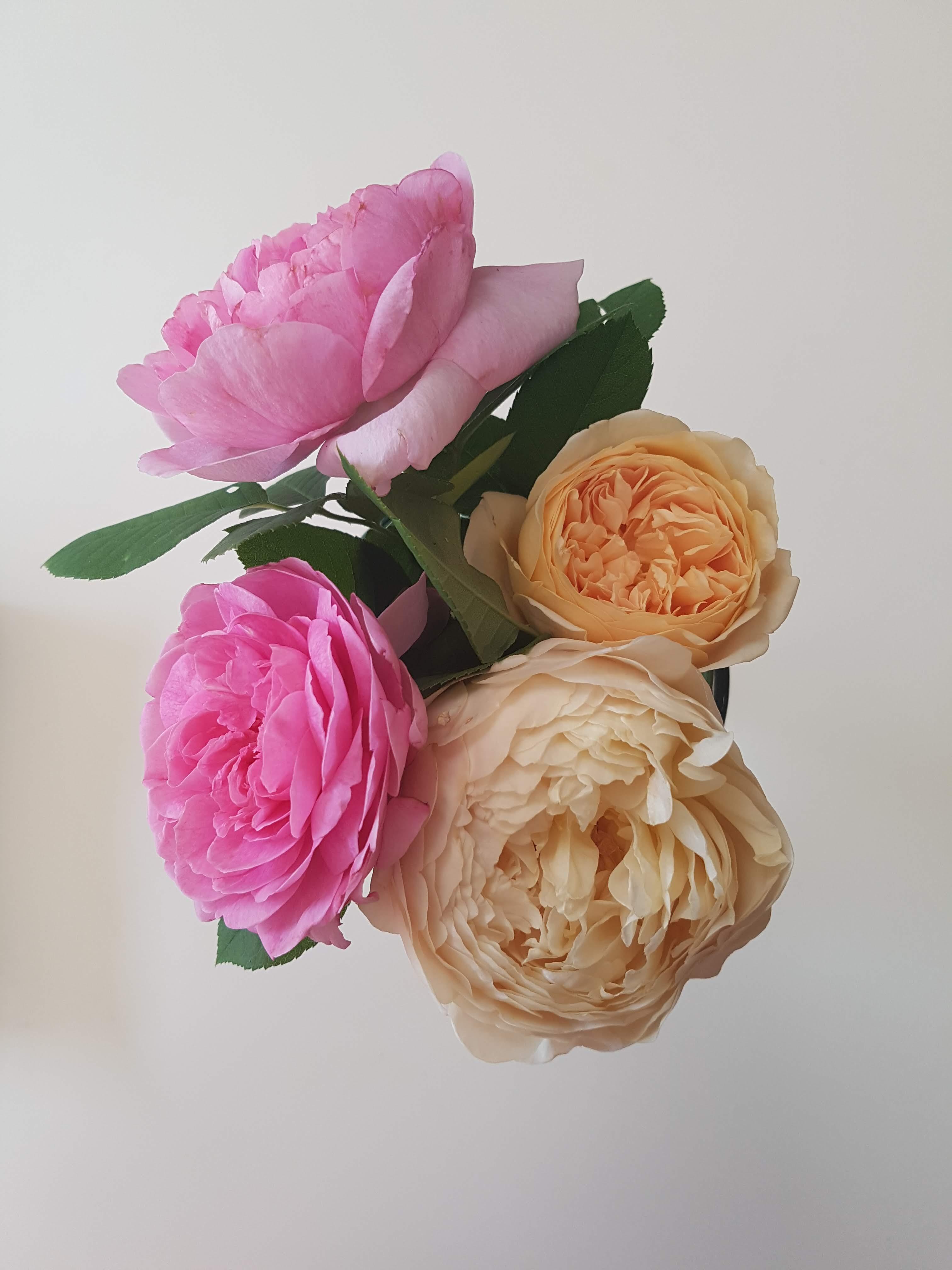 It's the season of roses! My first year growing these. r/flowers