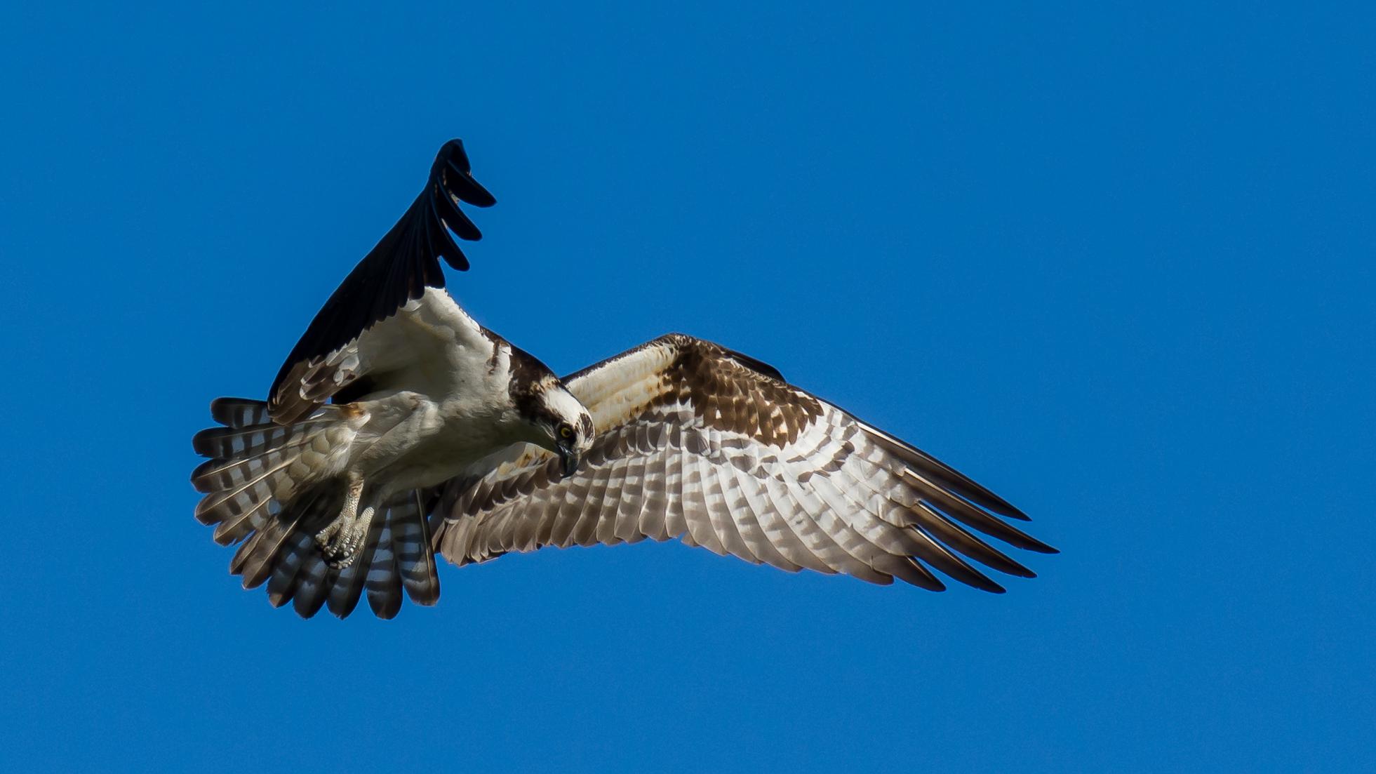 Osprey on the hunt r/wildlifephotography