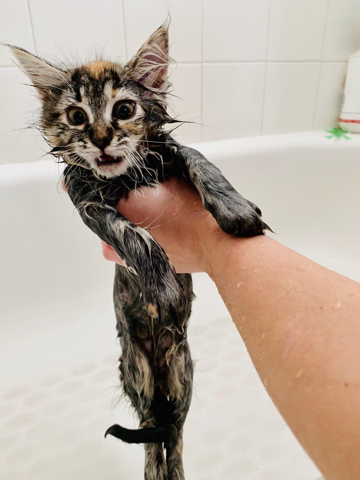 Wiley Cyrus Was A Little Alarmed About Her First Bath Cats