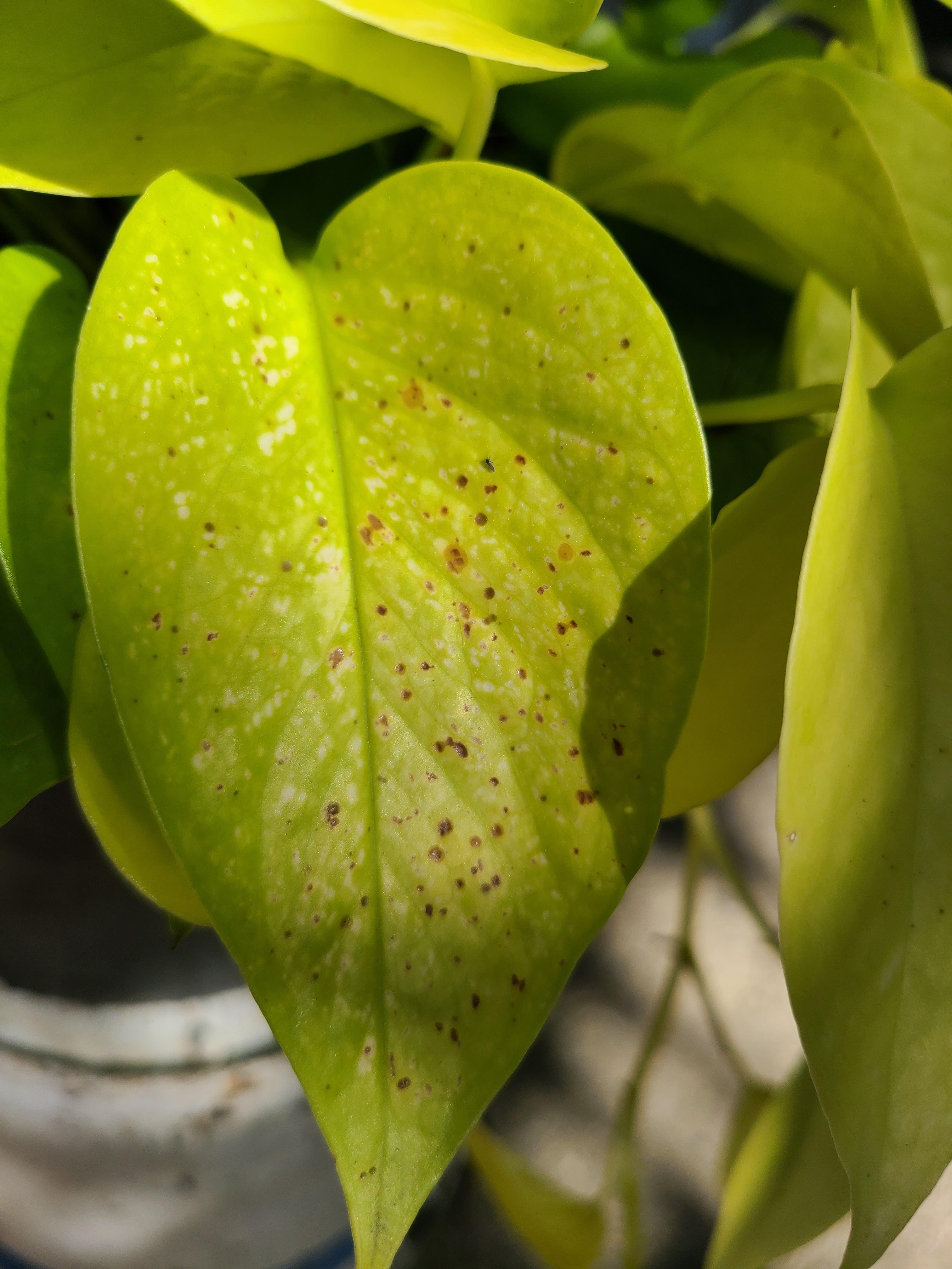 Neon Pothos with white and brown spots (kept outdoors for summer) r