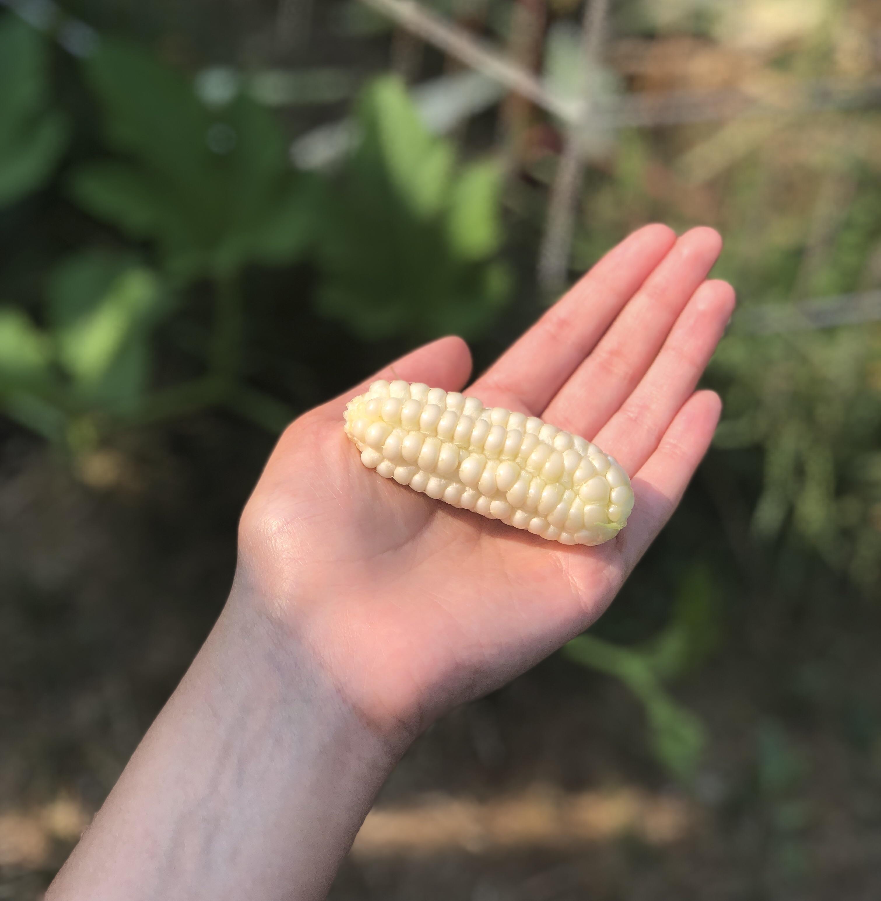 My first corn gardening