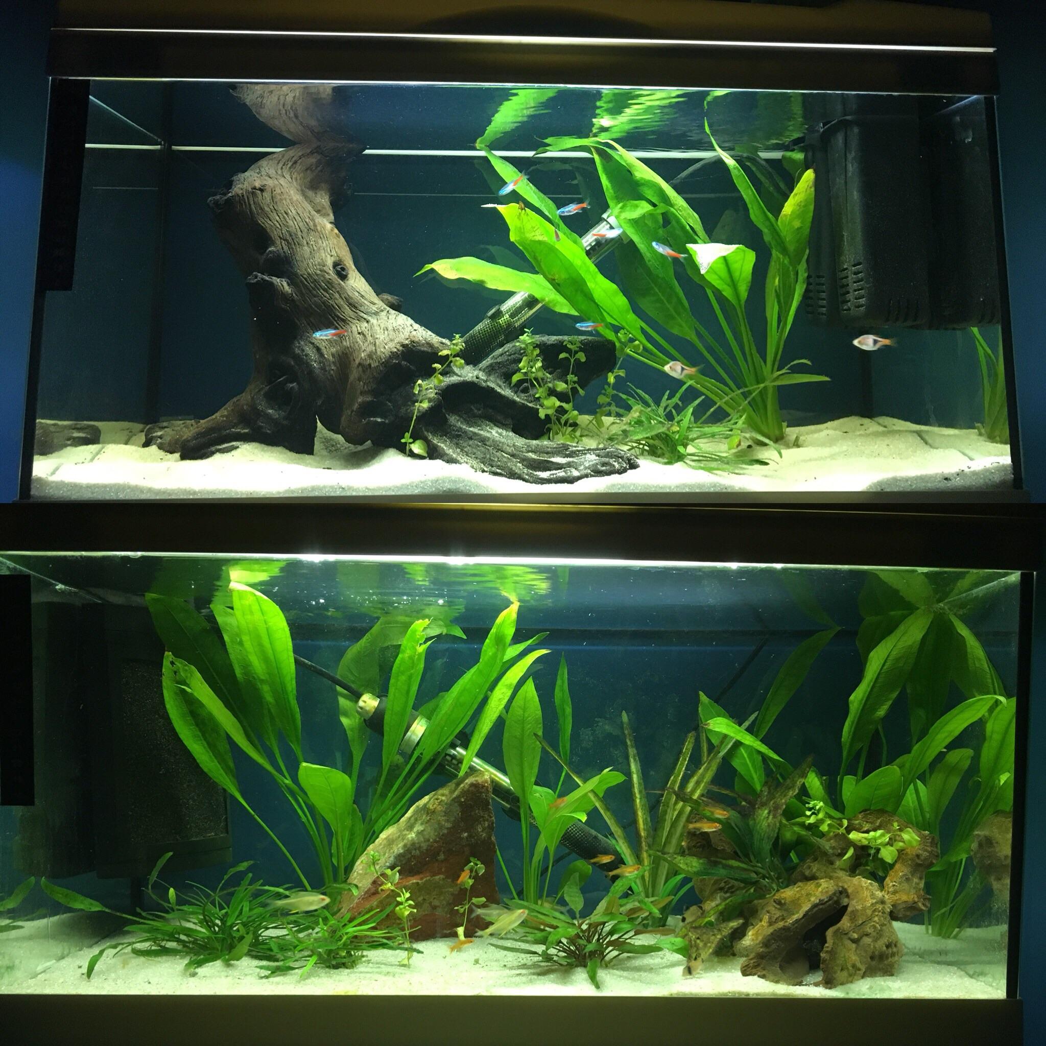 Anyone got any stocking/ scaping ideas for my two 15 gallon tanks? r