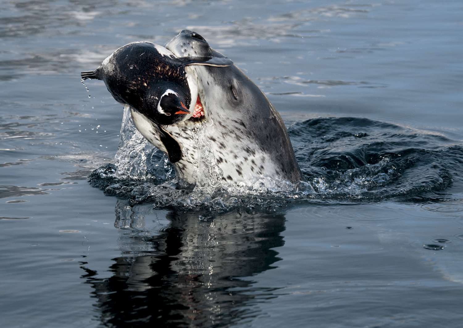 Leopard seal catching its next meal r/natureismetal
