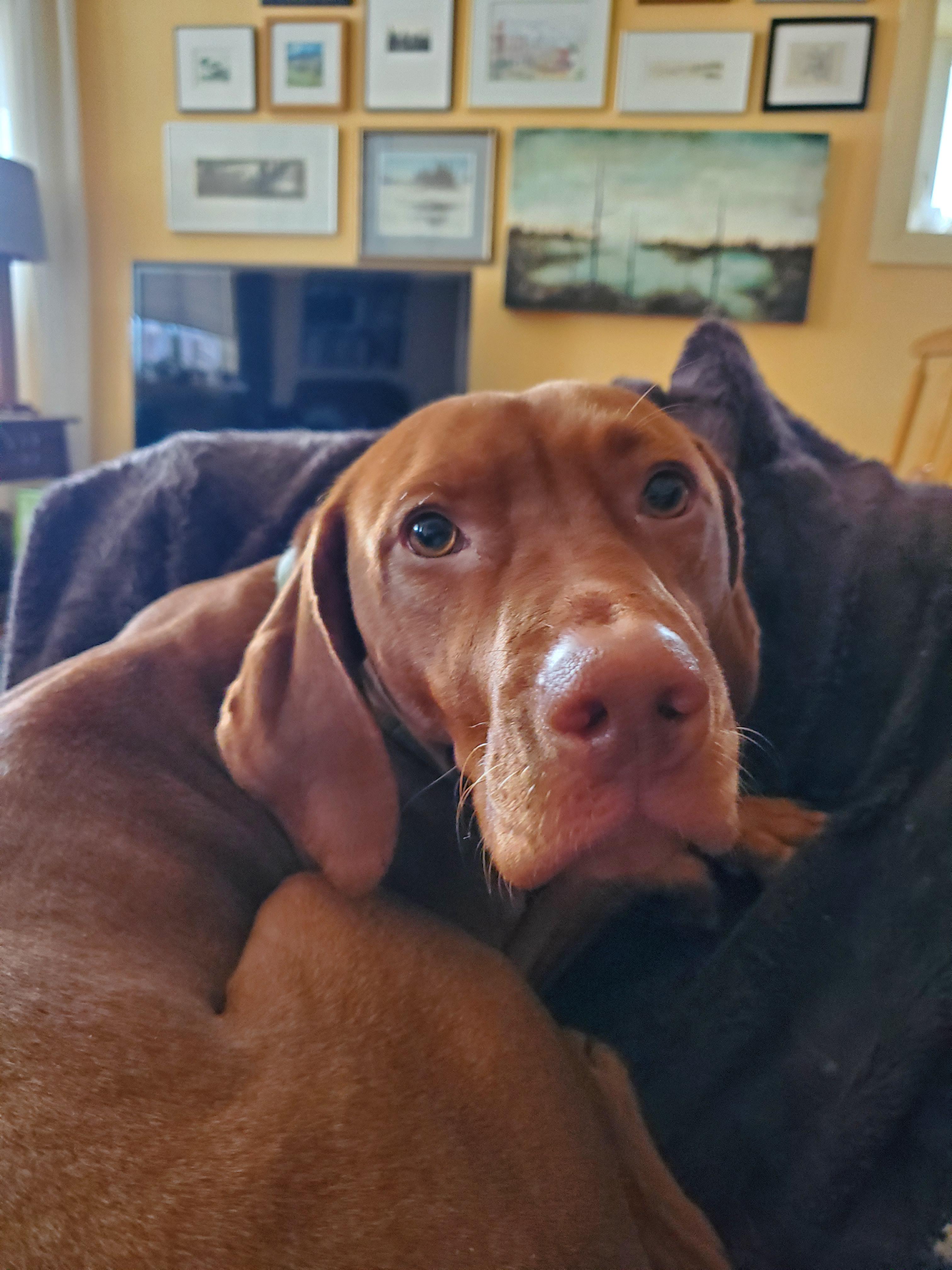 1953 best r/vizsla images on Pholder Mango has opted out of the crate today