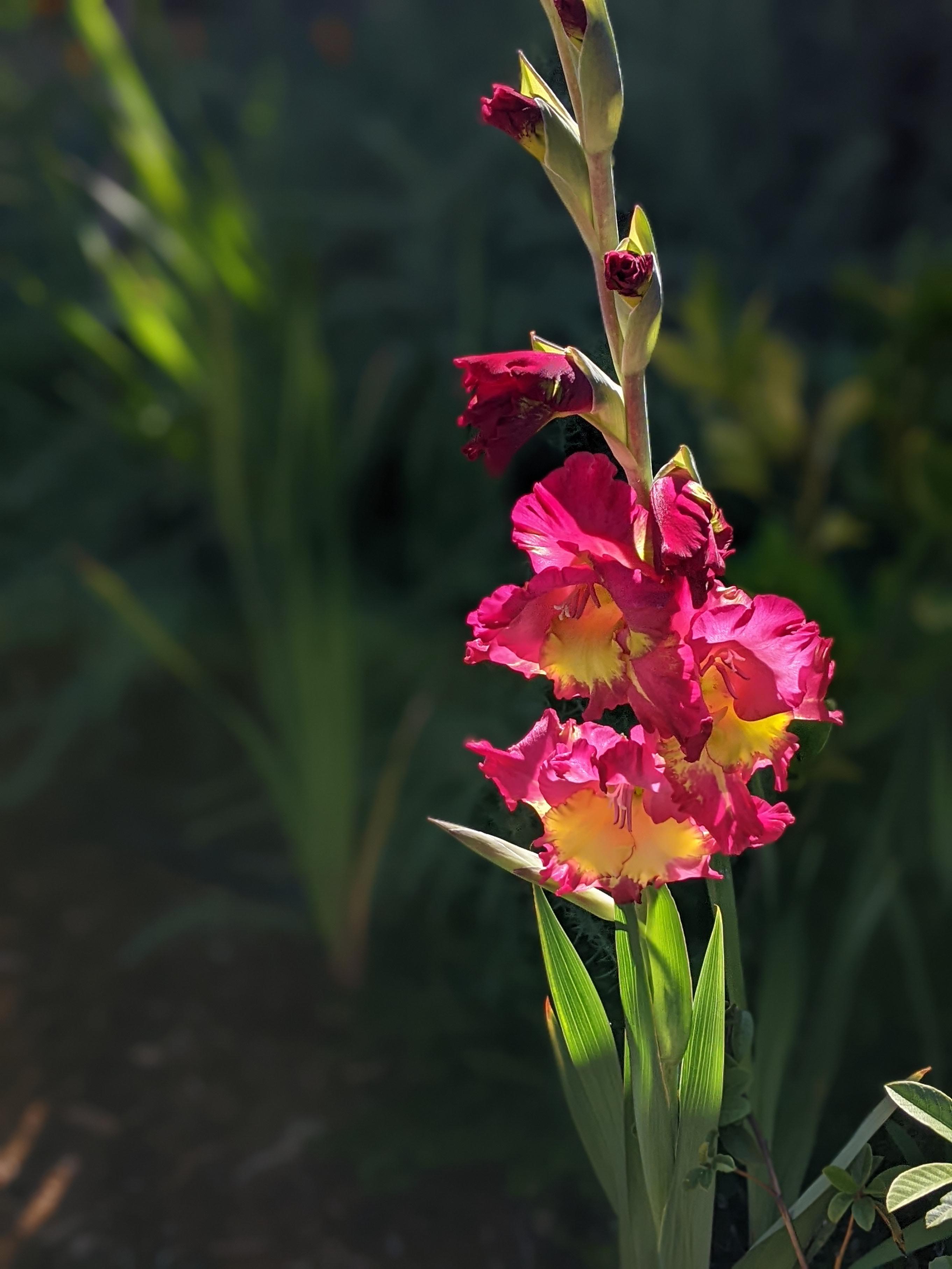First gladiola flowers of the season... and in such fun colors! r/gardening