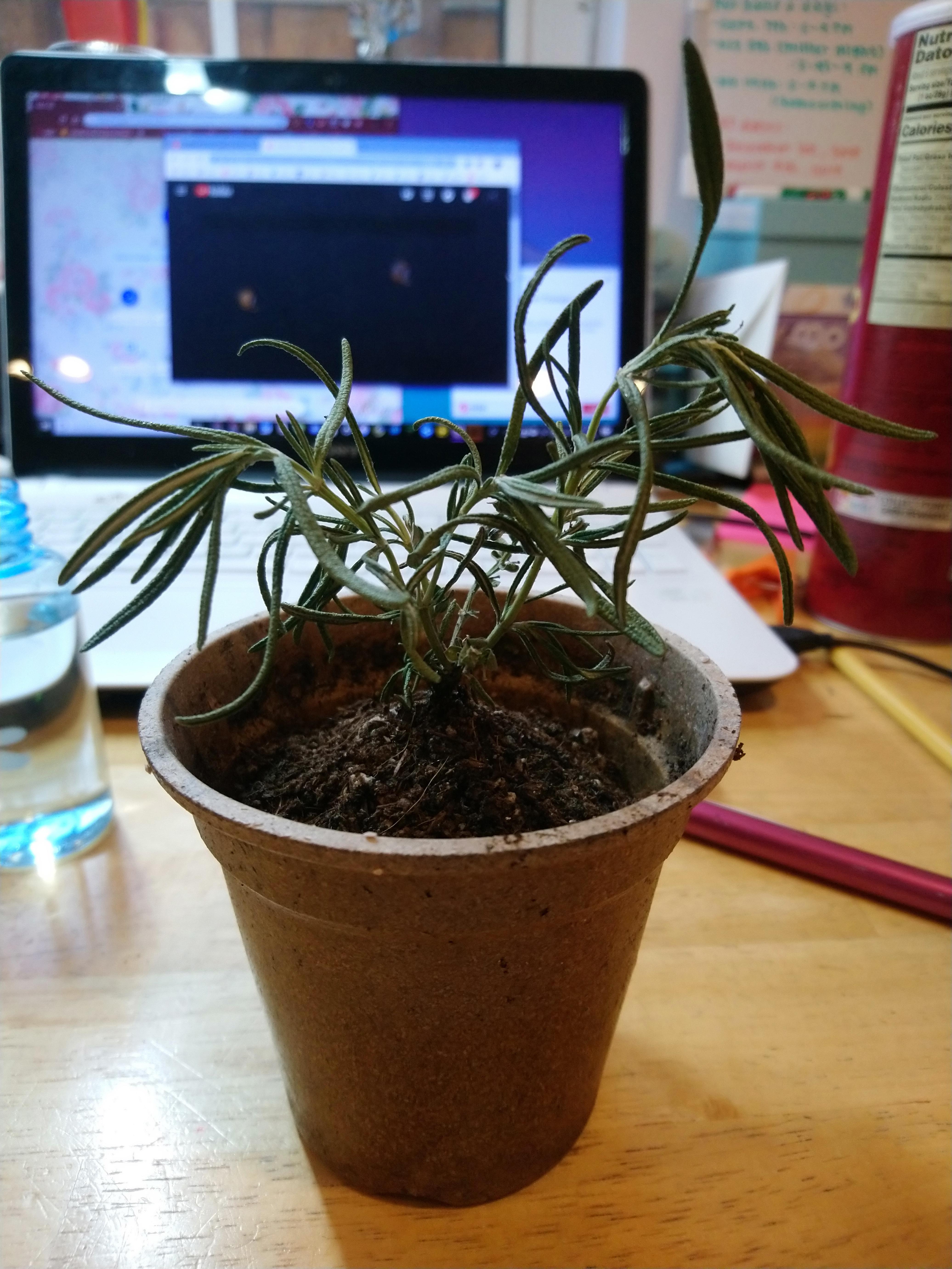 I got this rosemary plant at a plant nursery after it had been sitting