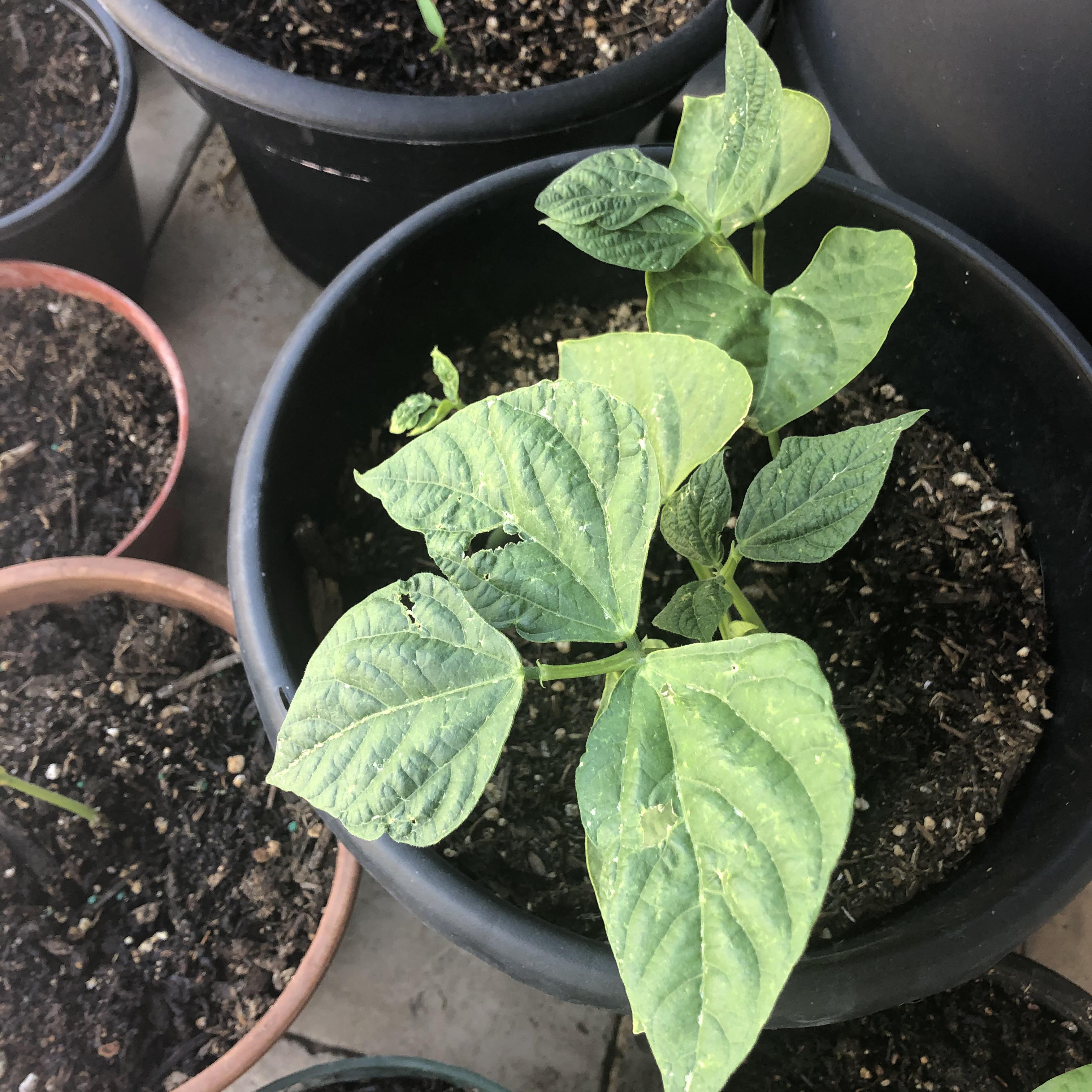 First time gardener trying to make my babies grow in the Arizona sun