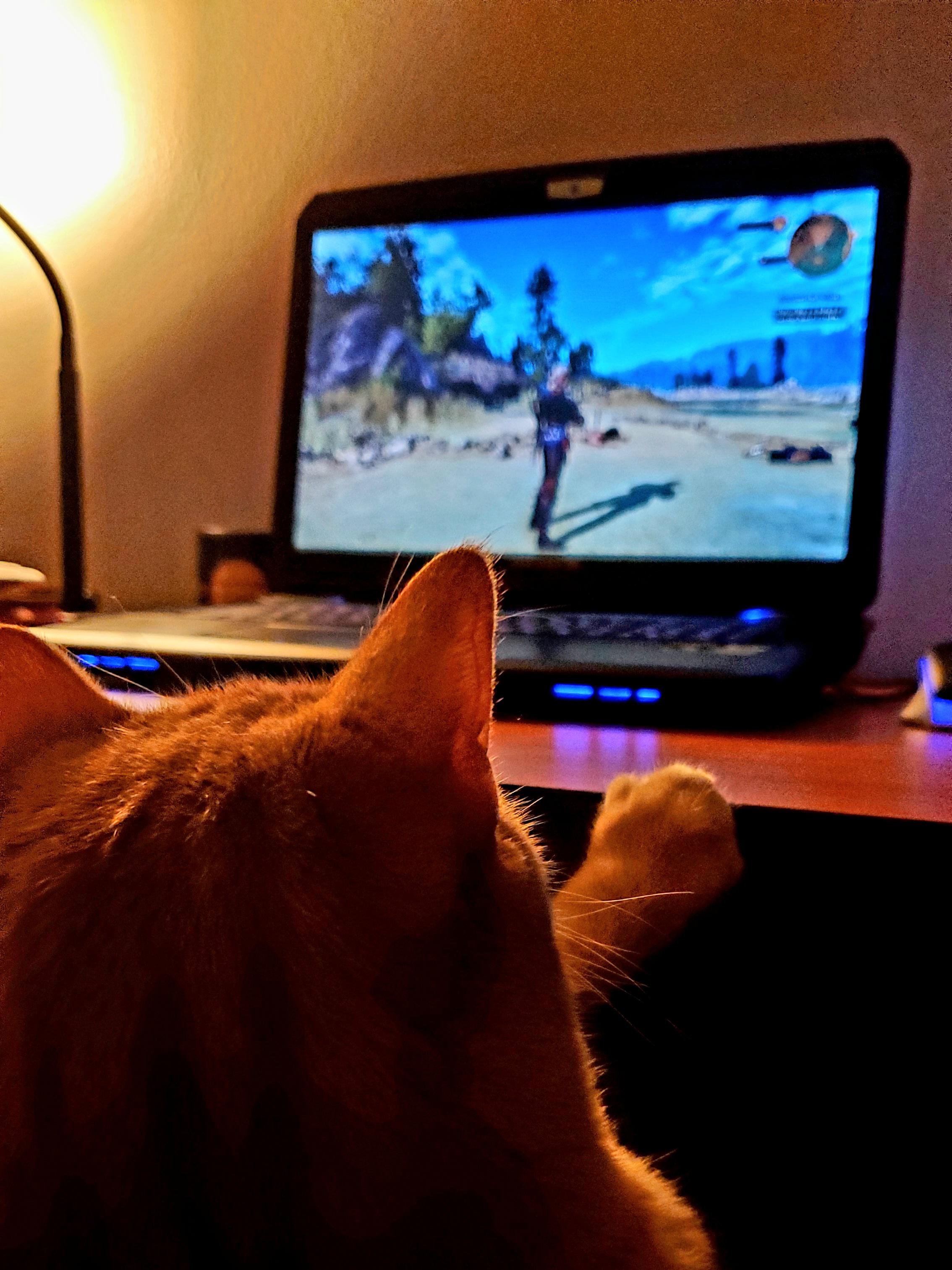 Most cats hiss at Geralt, mine just watches... with suspicion. r/Witcher3