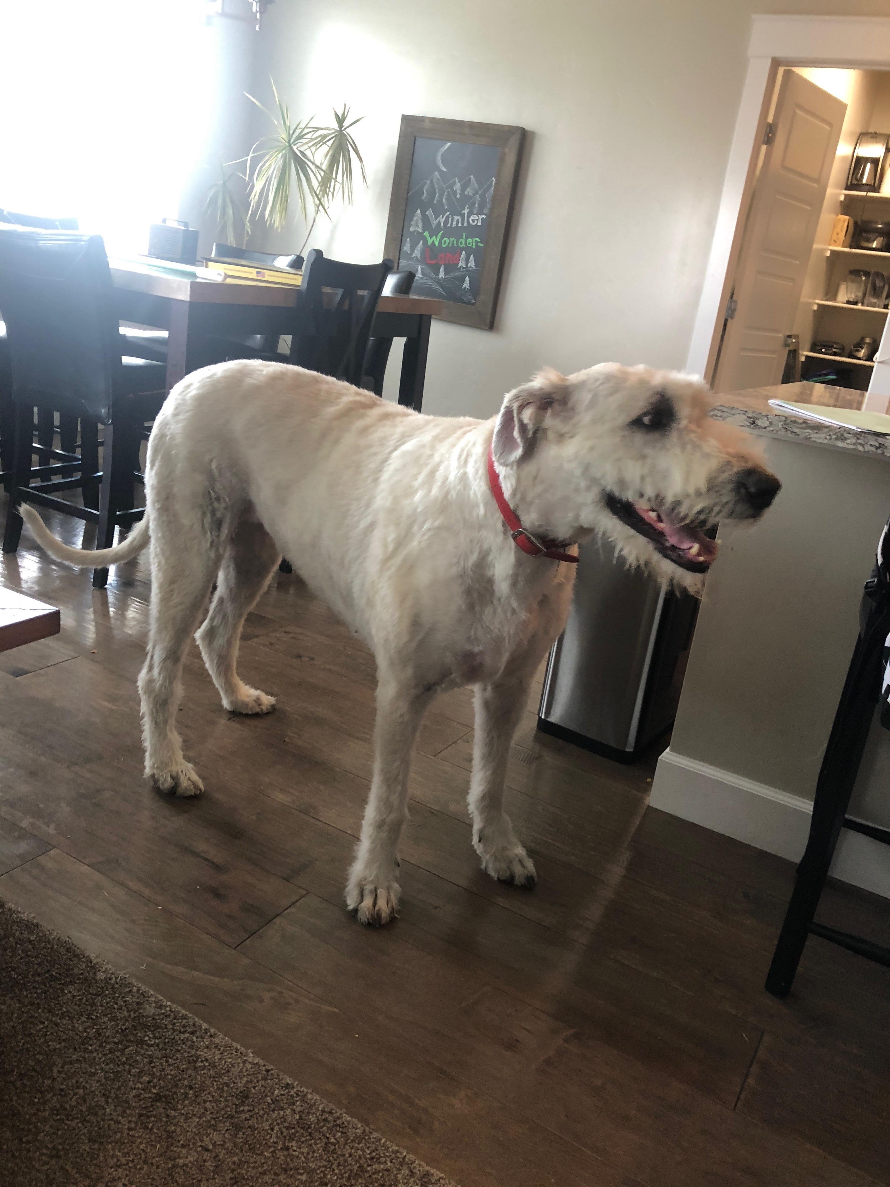 My wolfhound got a bad haircut. Was supposed to be a trim became a buzz