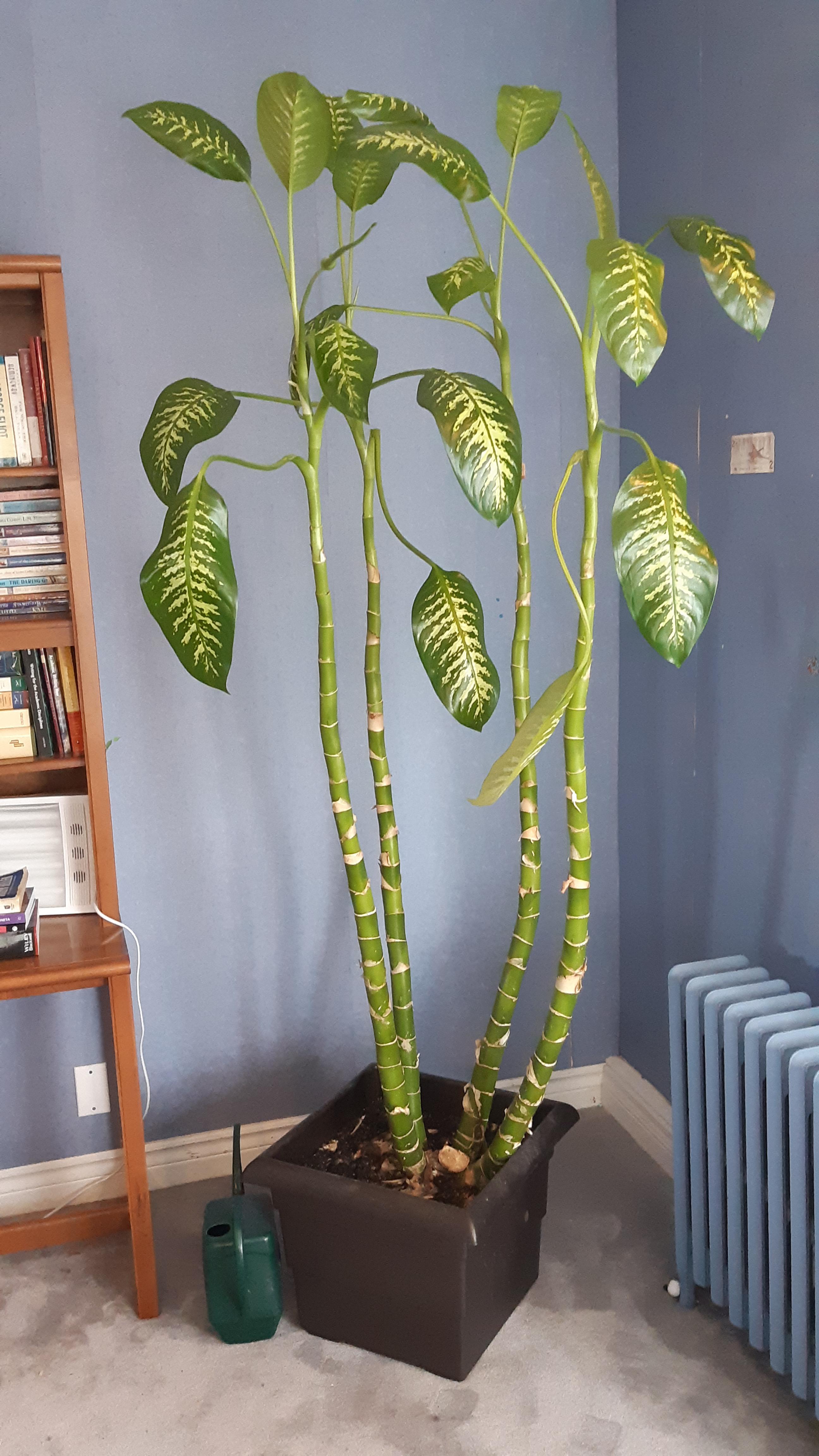 My dieffenbachia/dumb cane has gotten super tall (6ft+) and leggy! Any