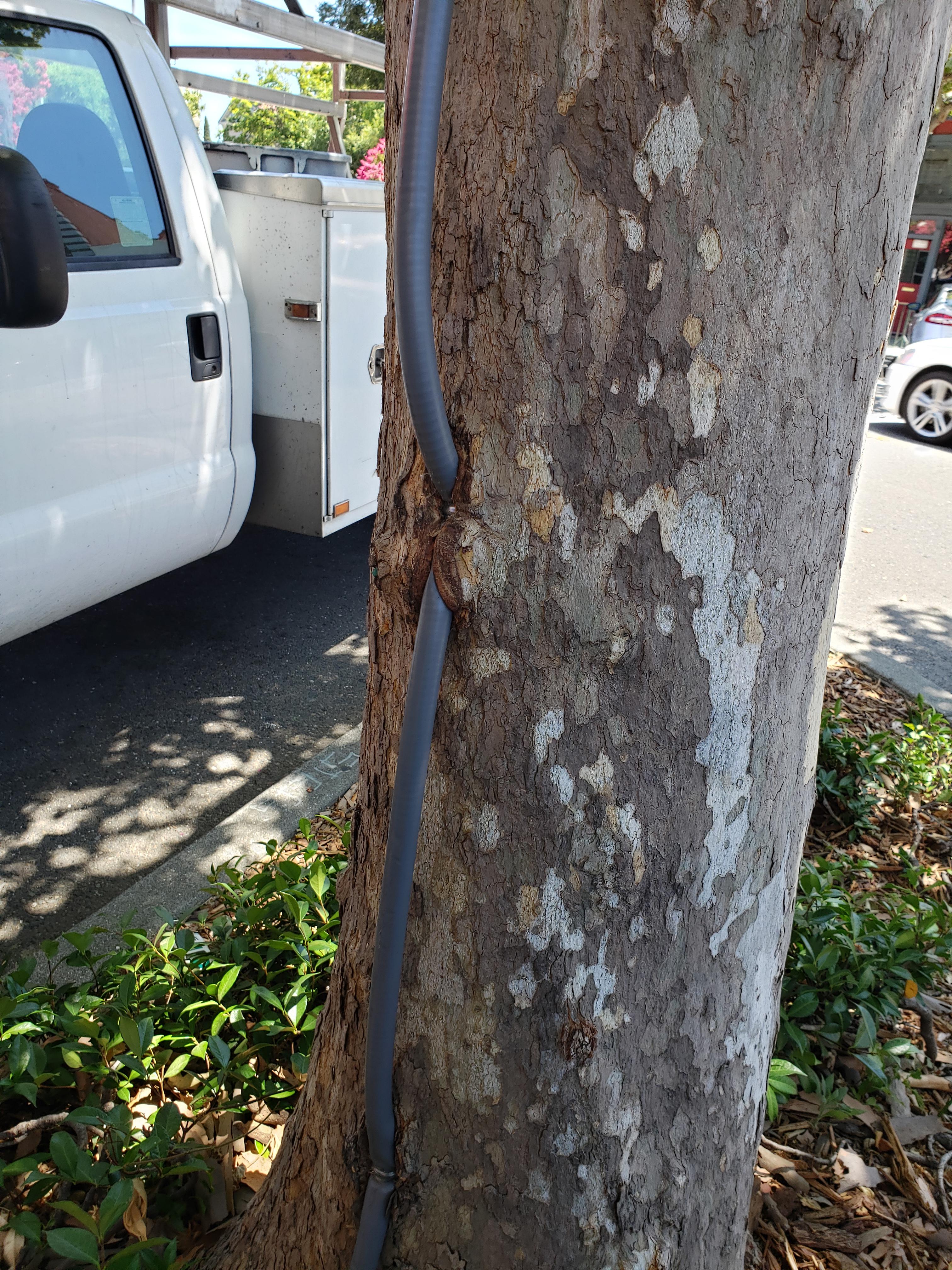This tree eating a wire r/TreesSuckingOnThings