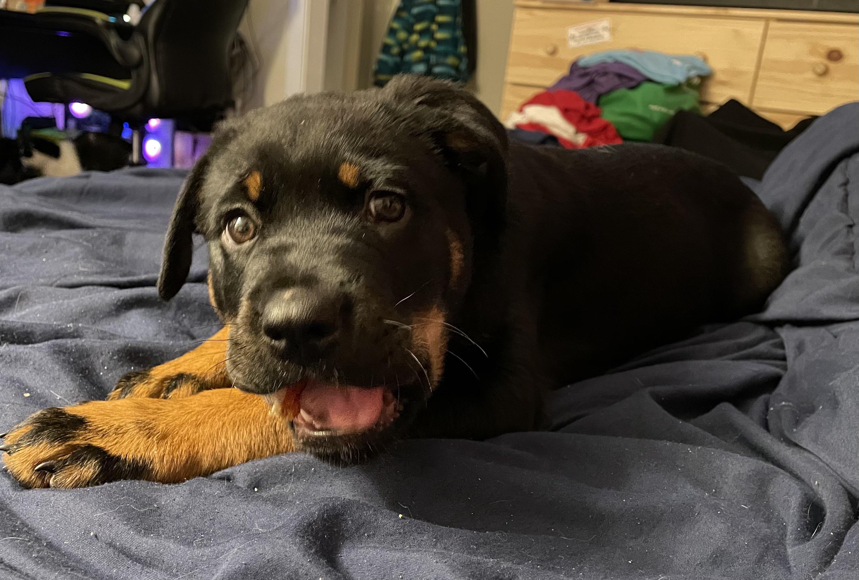 This is Achilles! He's a great puppy but does anyone have any tips to