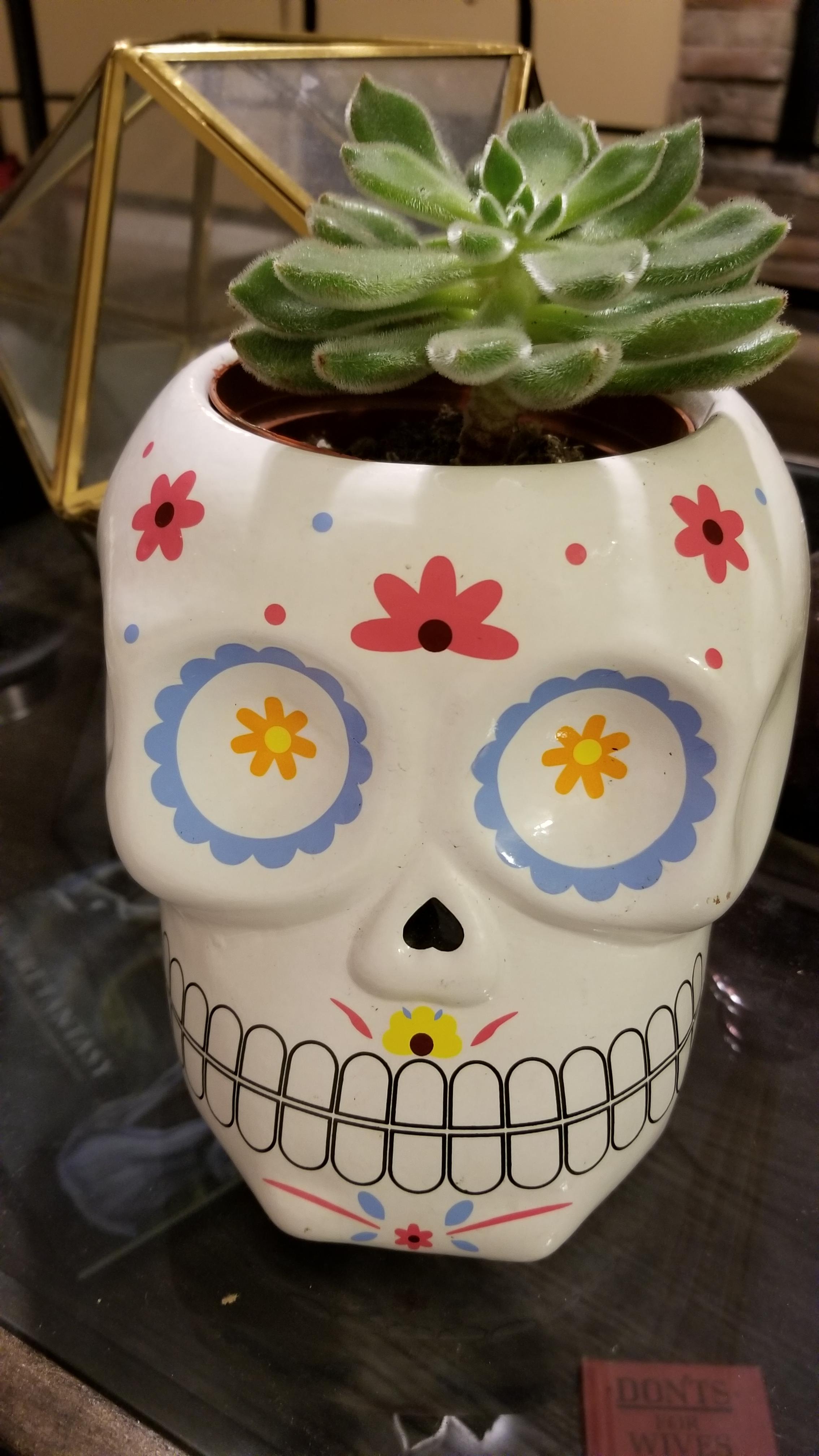 New sugar skull planter! r/succulents