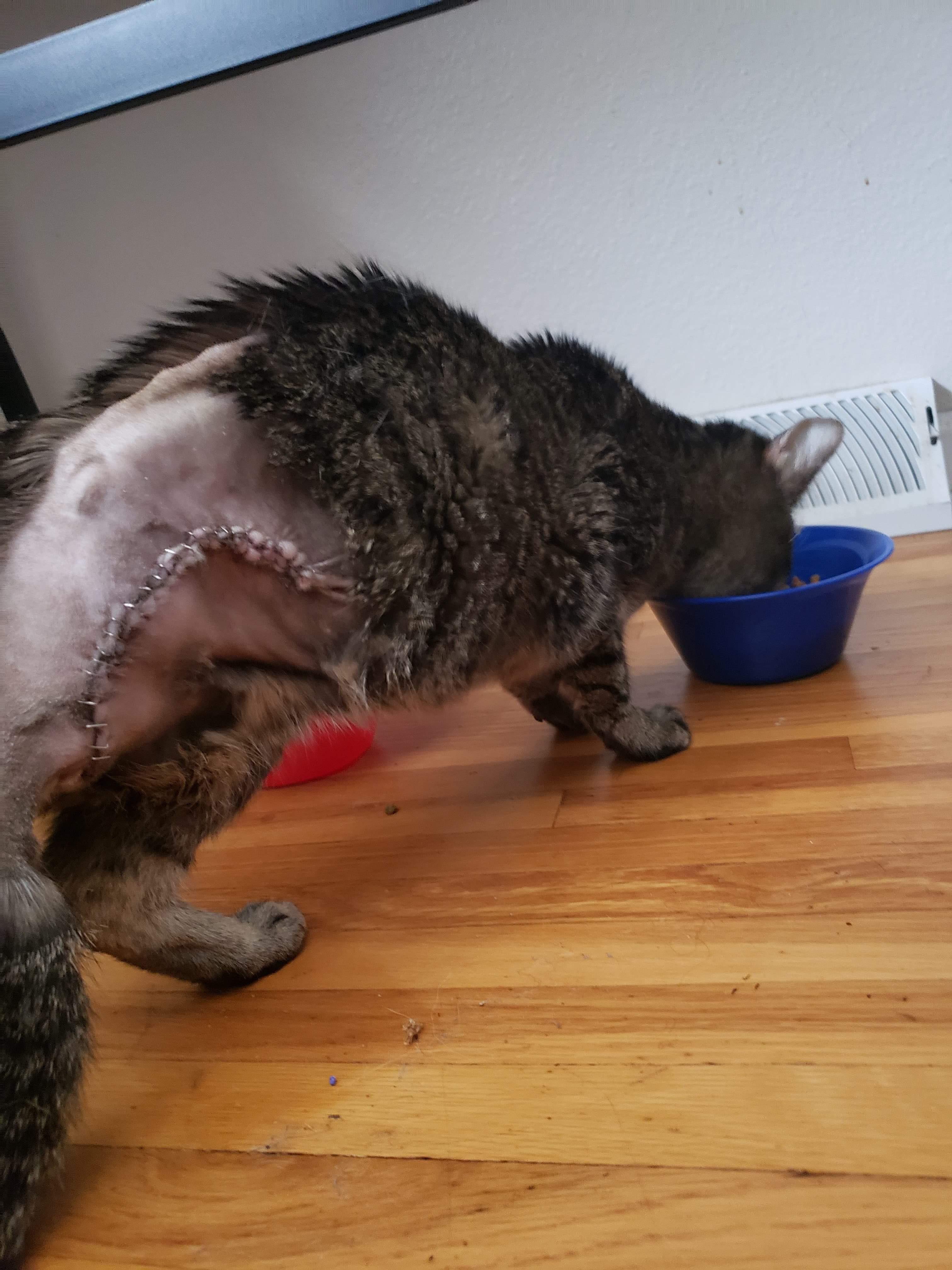 My buddy’s cat just got her back leg removed due to cancer. This is her