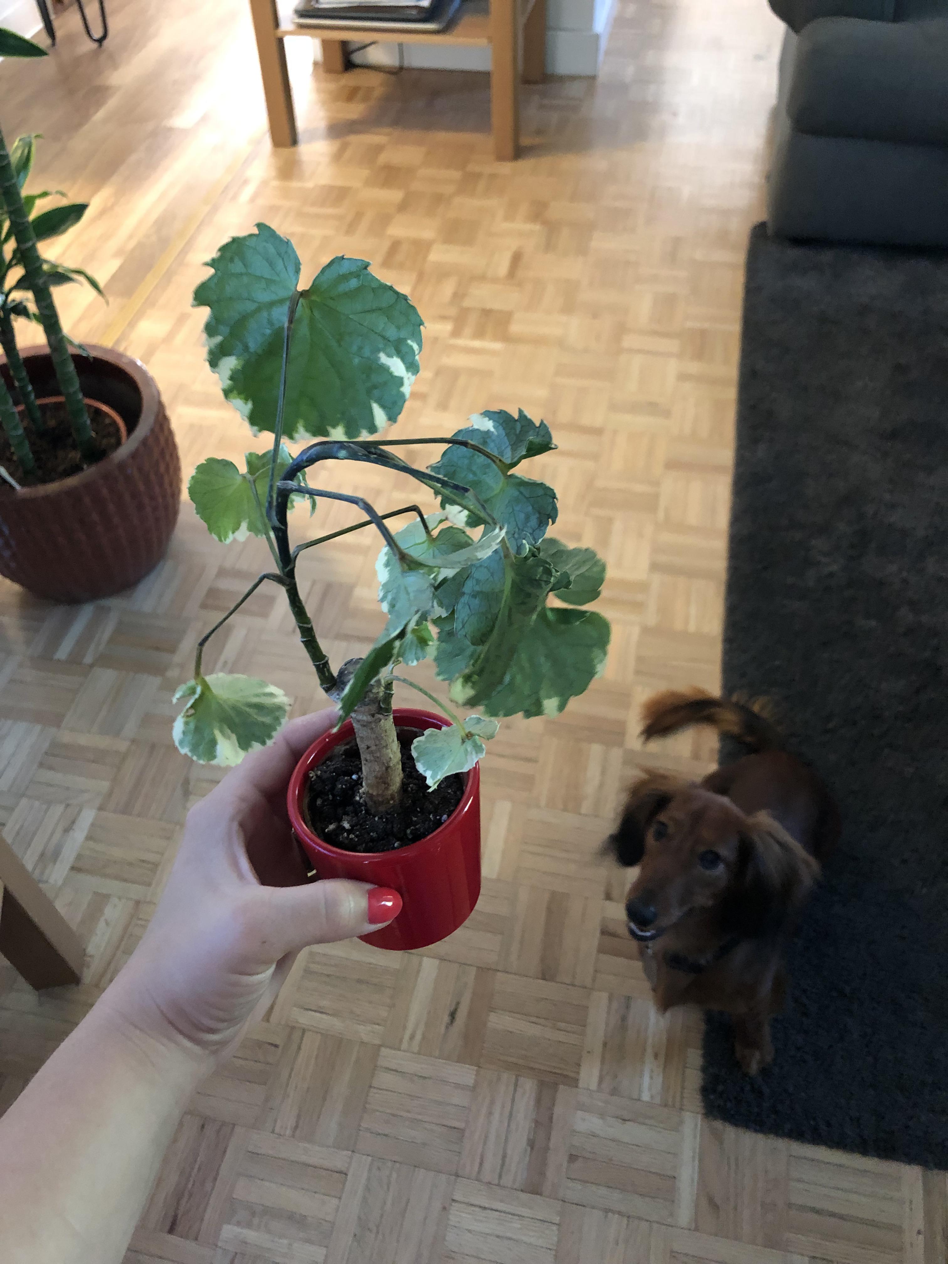 Why is my plant leaning so much ? r/plantclinic