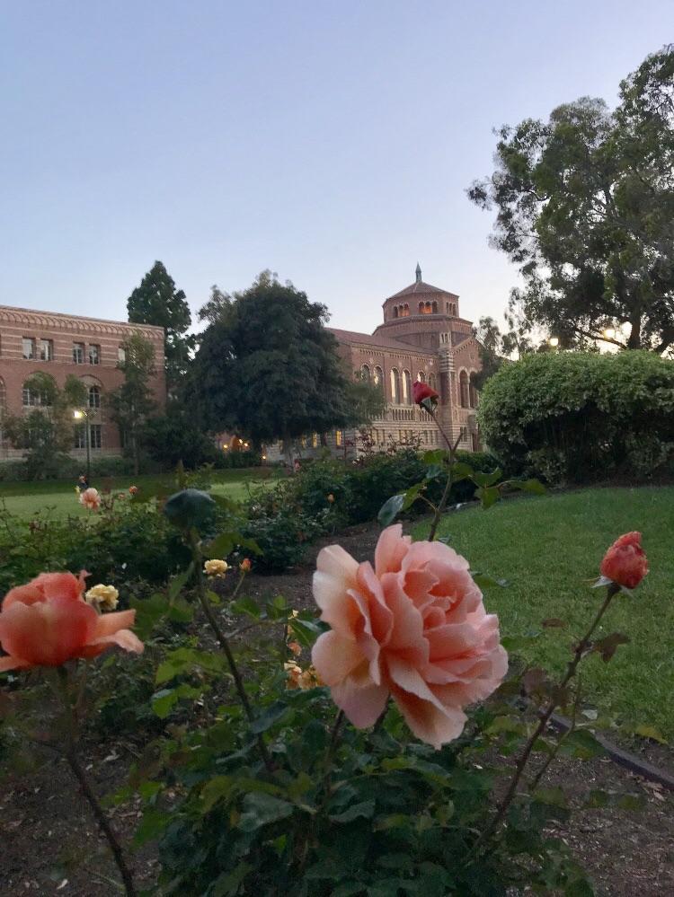 Beautiful roses at the UCLA campus r/LosAngeles