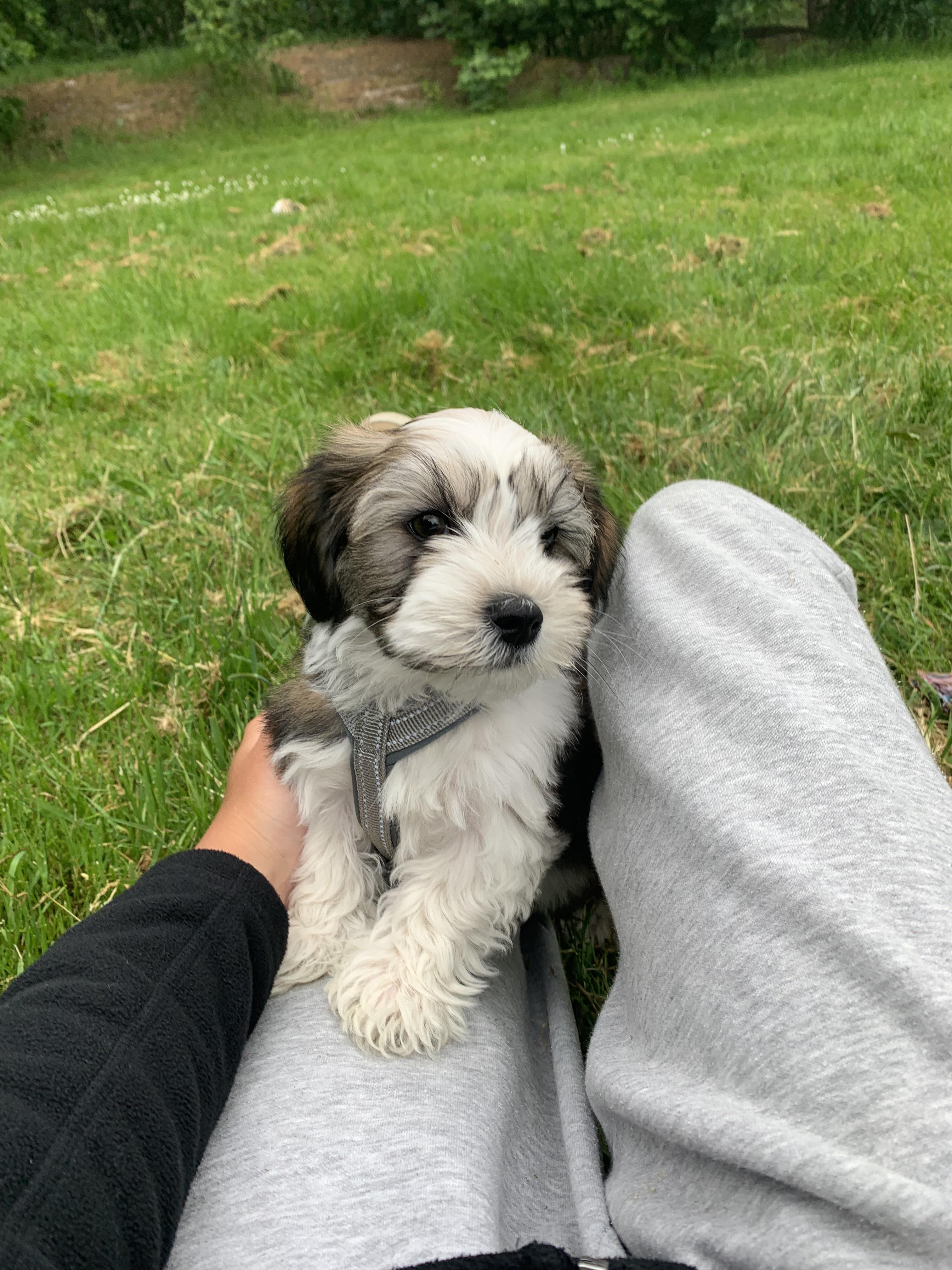 My 1 year old Havanese ( Berci) Havanese