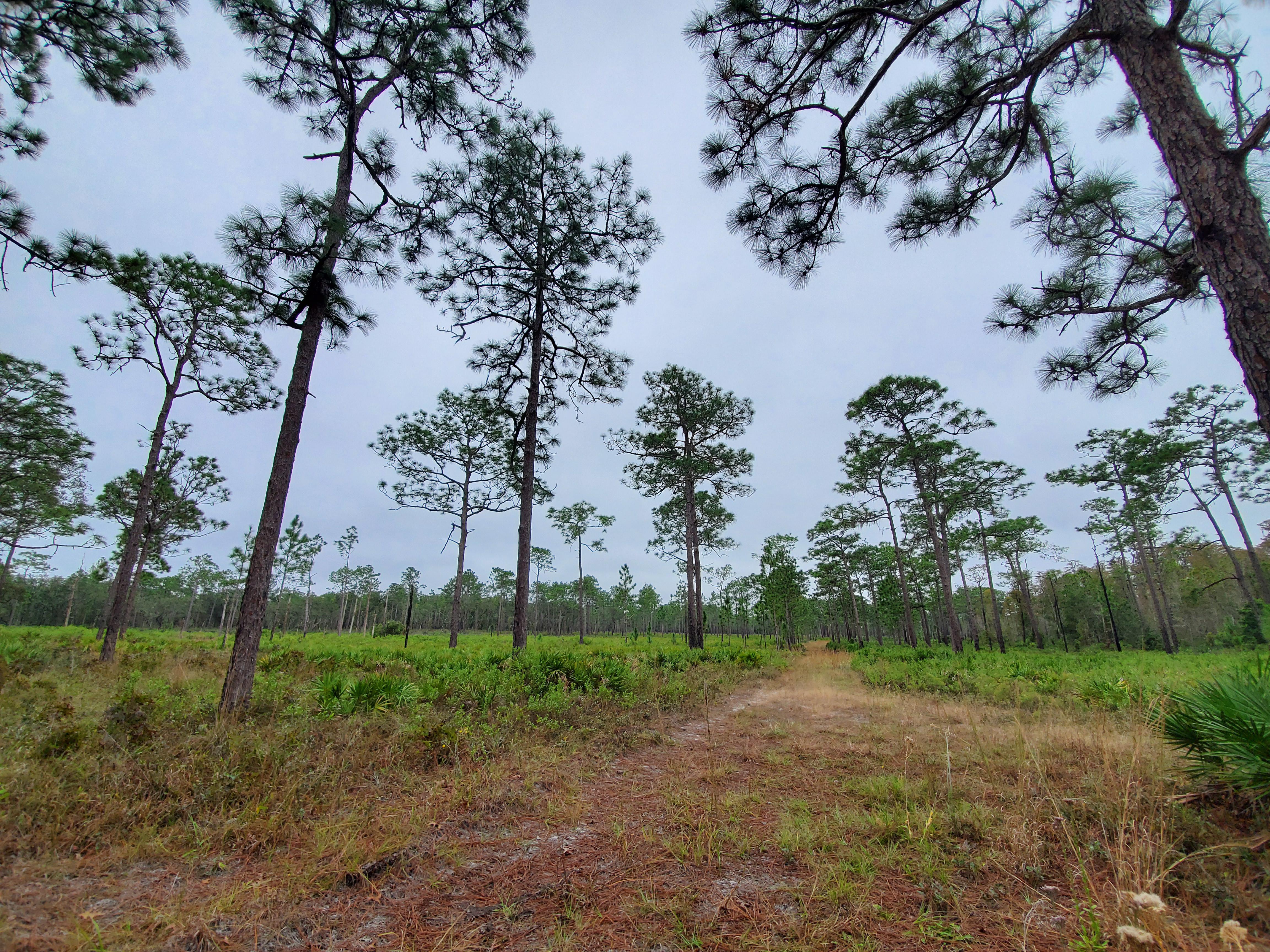 Backpack hiking/Camping in Starkey Wilderness Park, FL r/TrailGuides