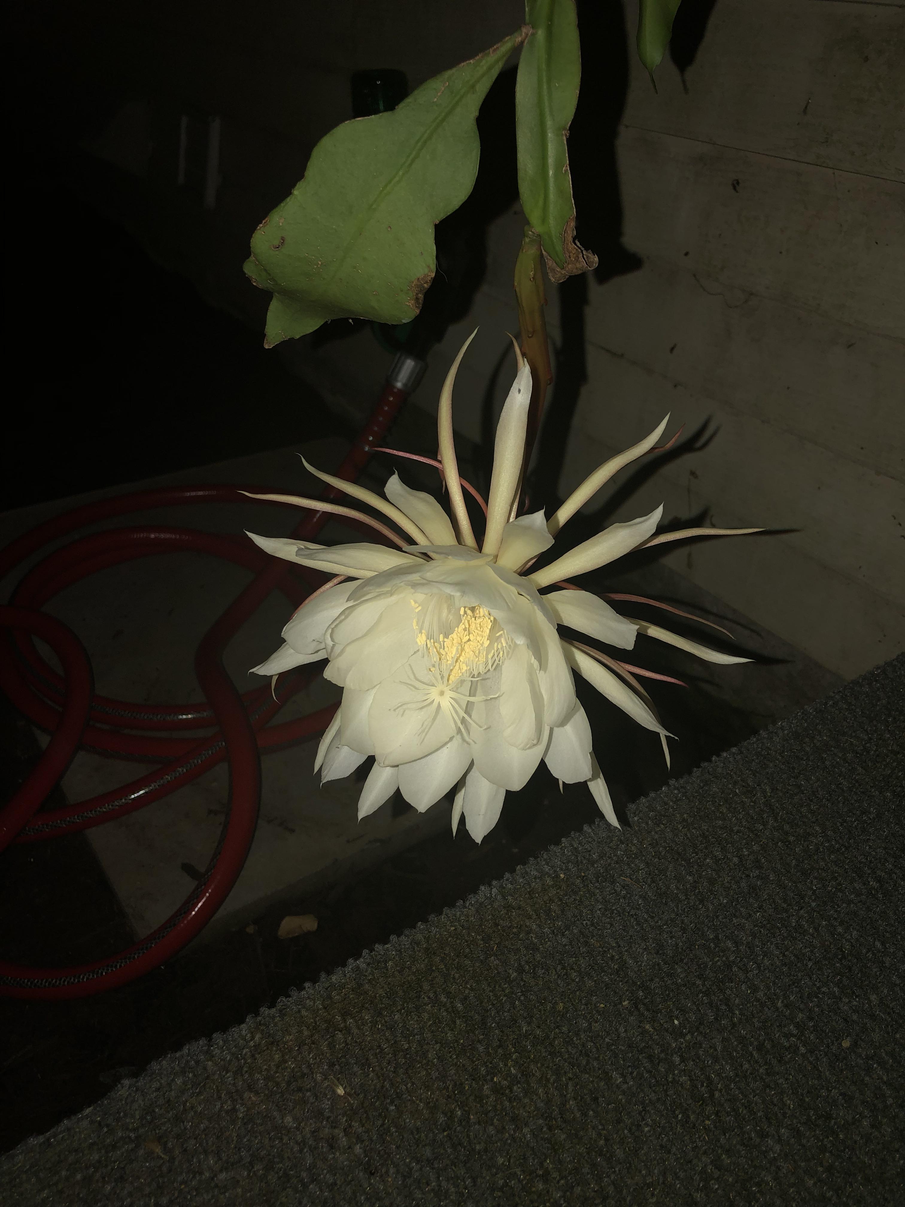 Our night blooming cereus bloomed tonight! Only blooms once a year for
