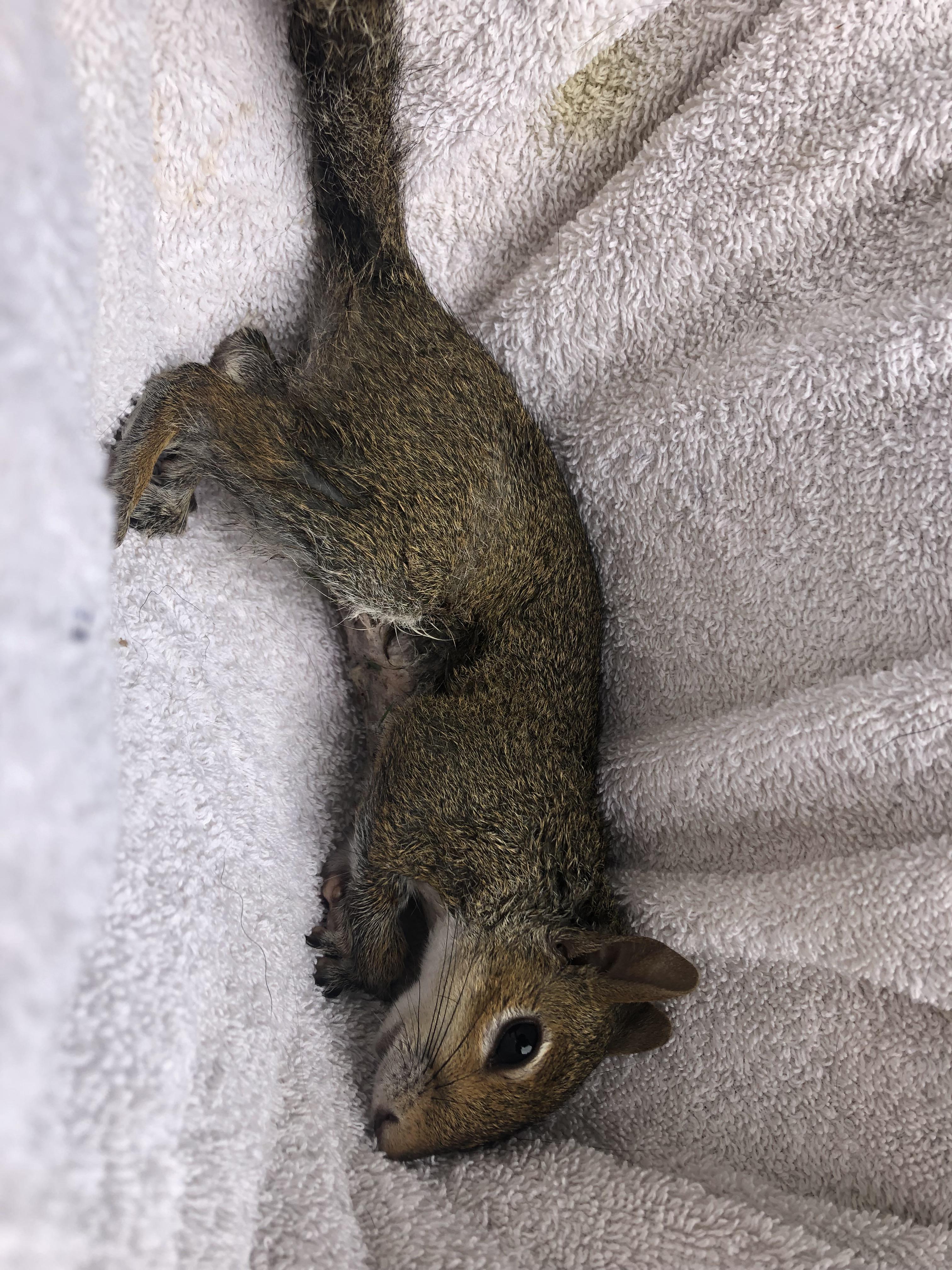 My Dog Attacked Him And I Caught Him Just In Time Doesn T