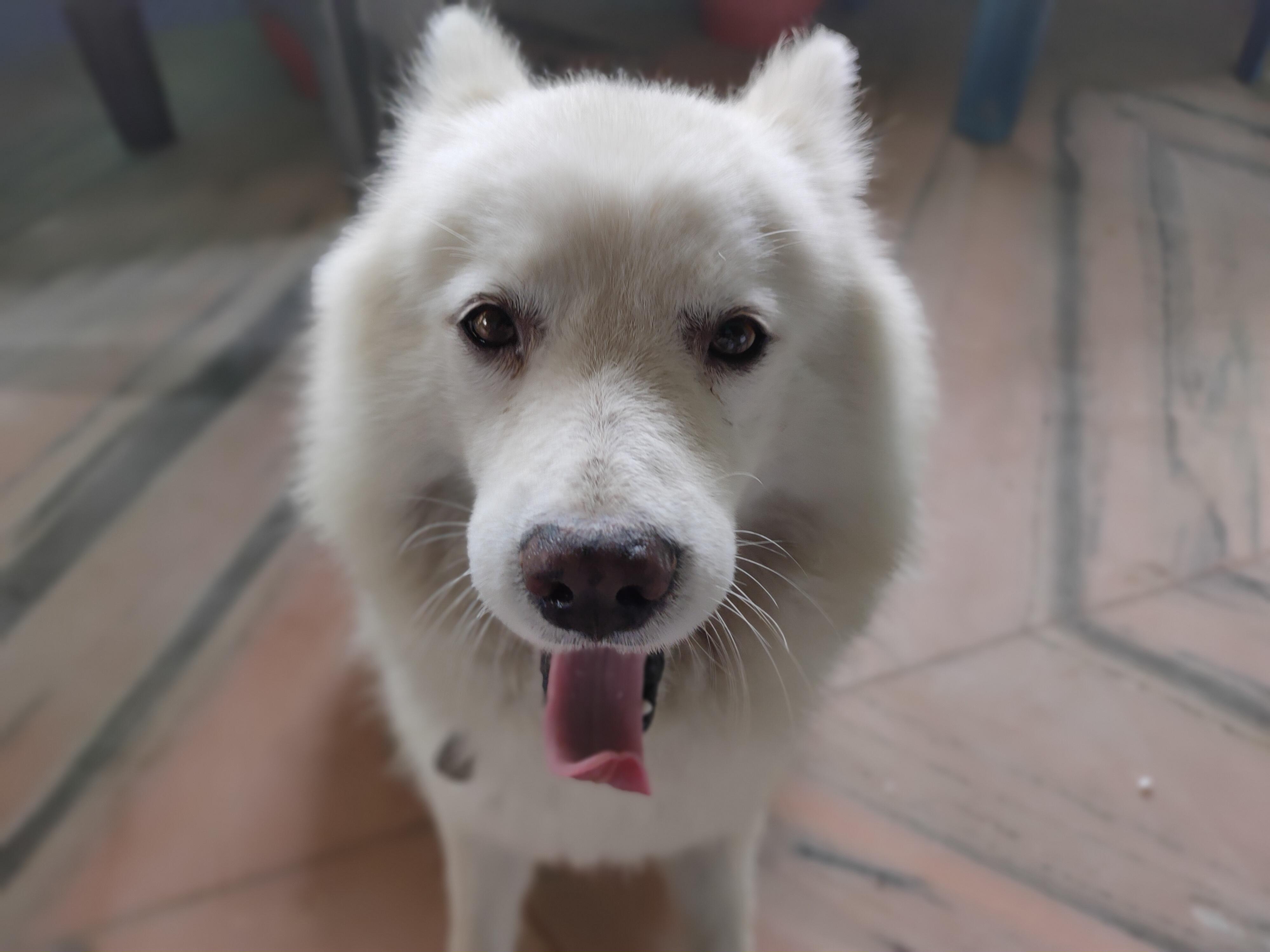 My dog waiting to be scratched. r/pics