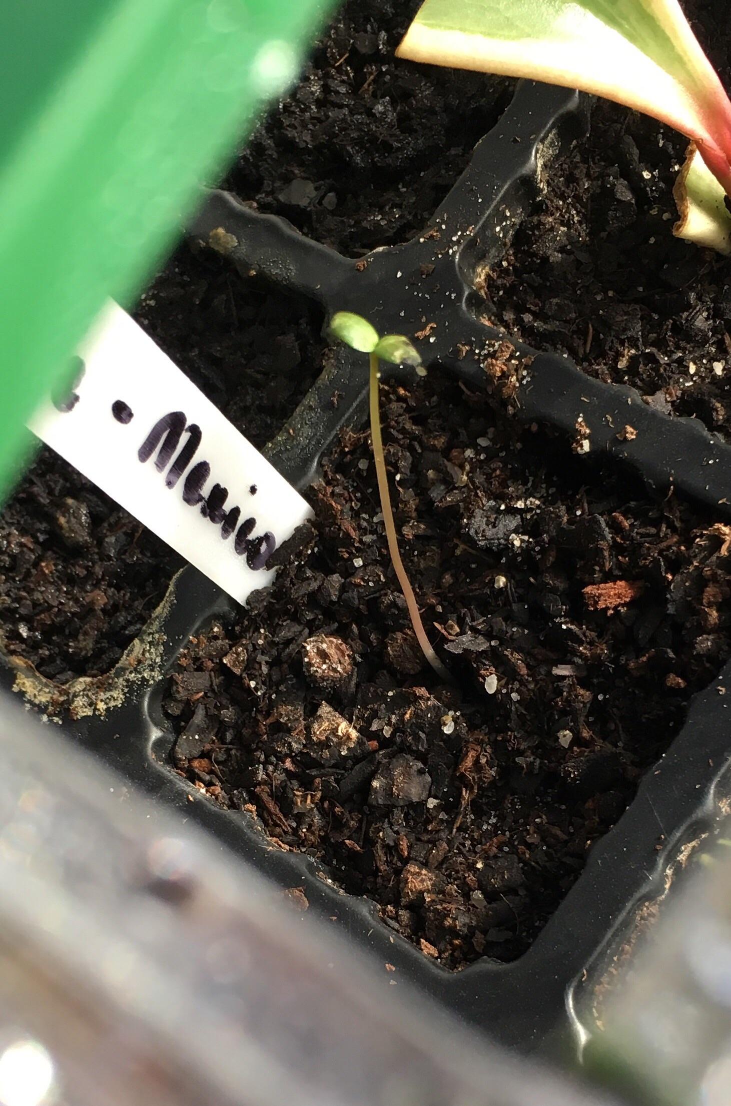 Trying to grow a peppercorn from seed. I’ve got it in a small seed