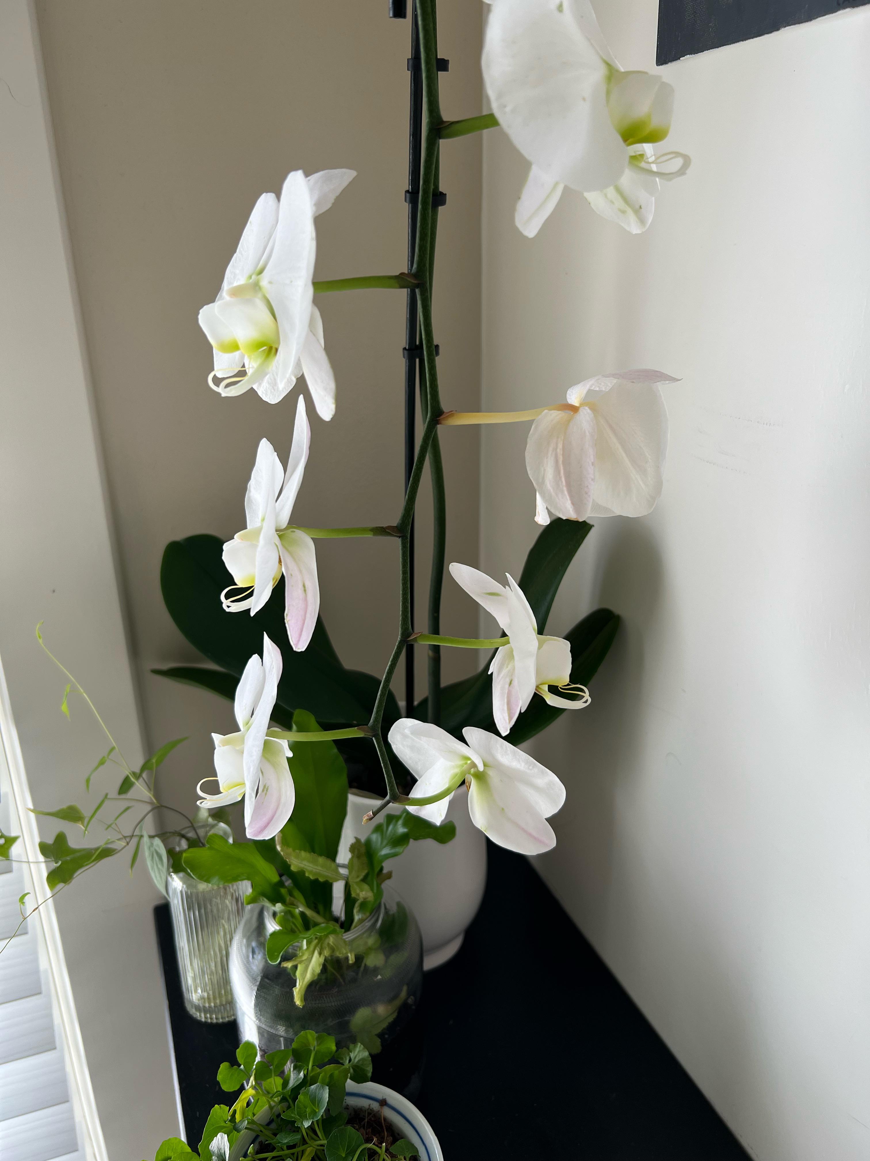 Going dormant? orchids