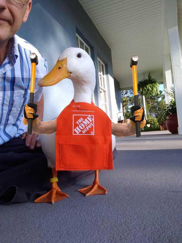 Home Depot Duck r/birdswitharms