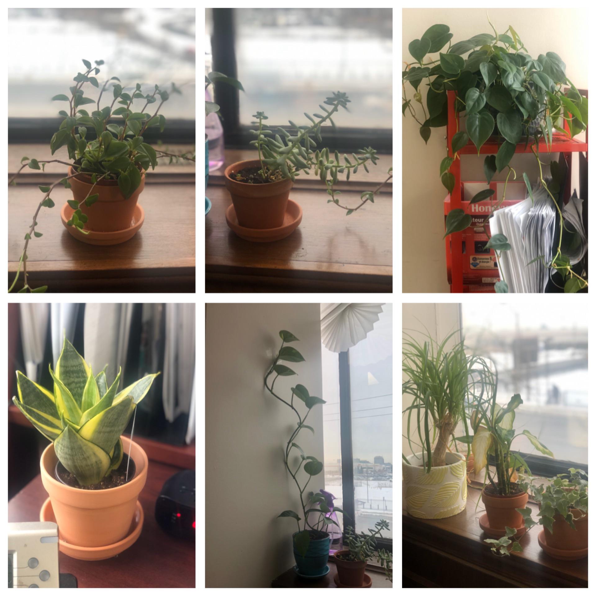 My work plants make me happy 😊 r/houseplants