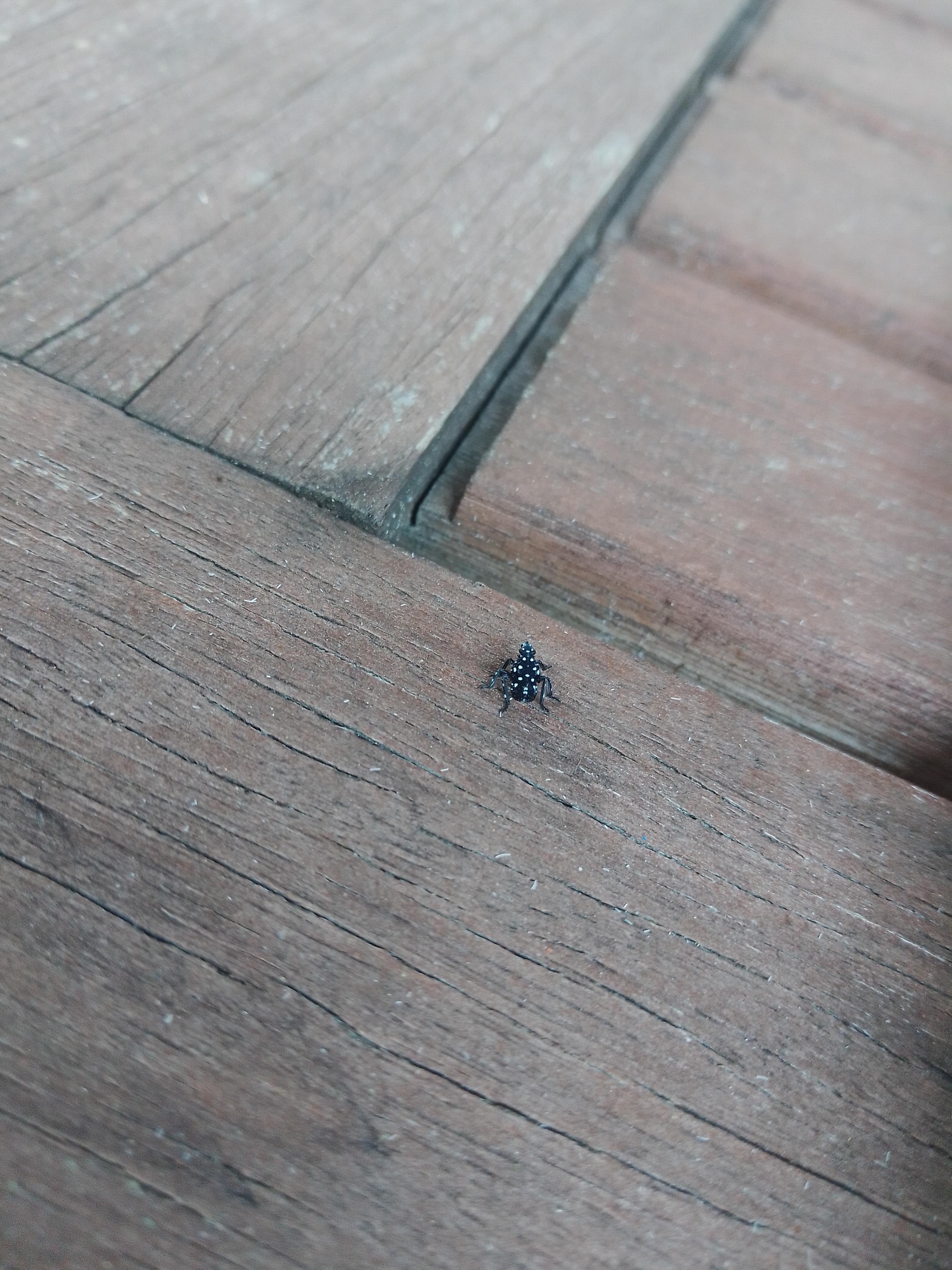 I've started to notice Spotted Lanternfly nymphs on my porch. These