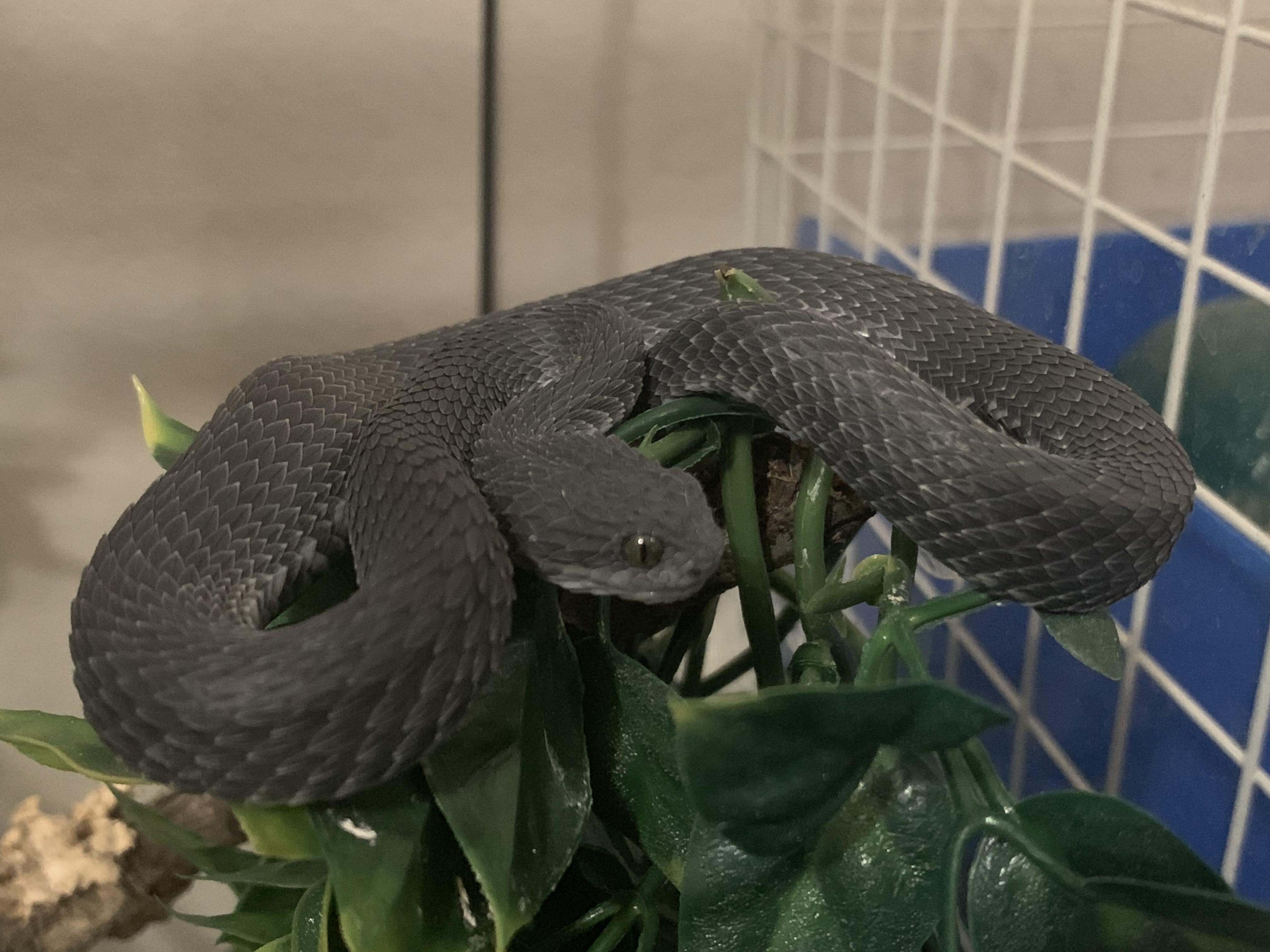 Our black variable bush viper, named toothless because heâ€™s our little