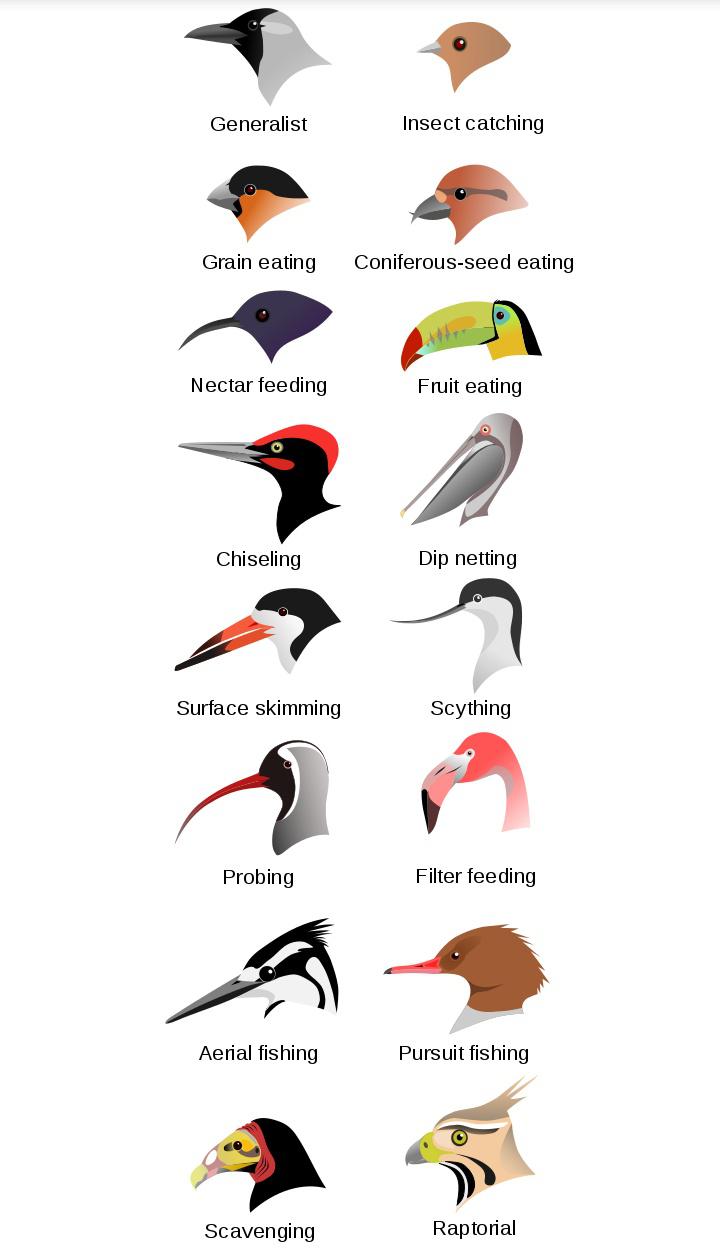 Bird Beak Types Diagram