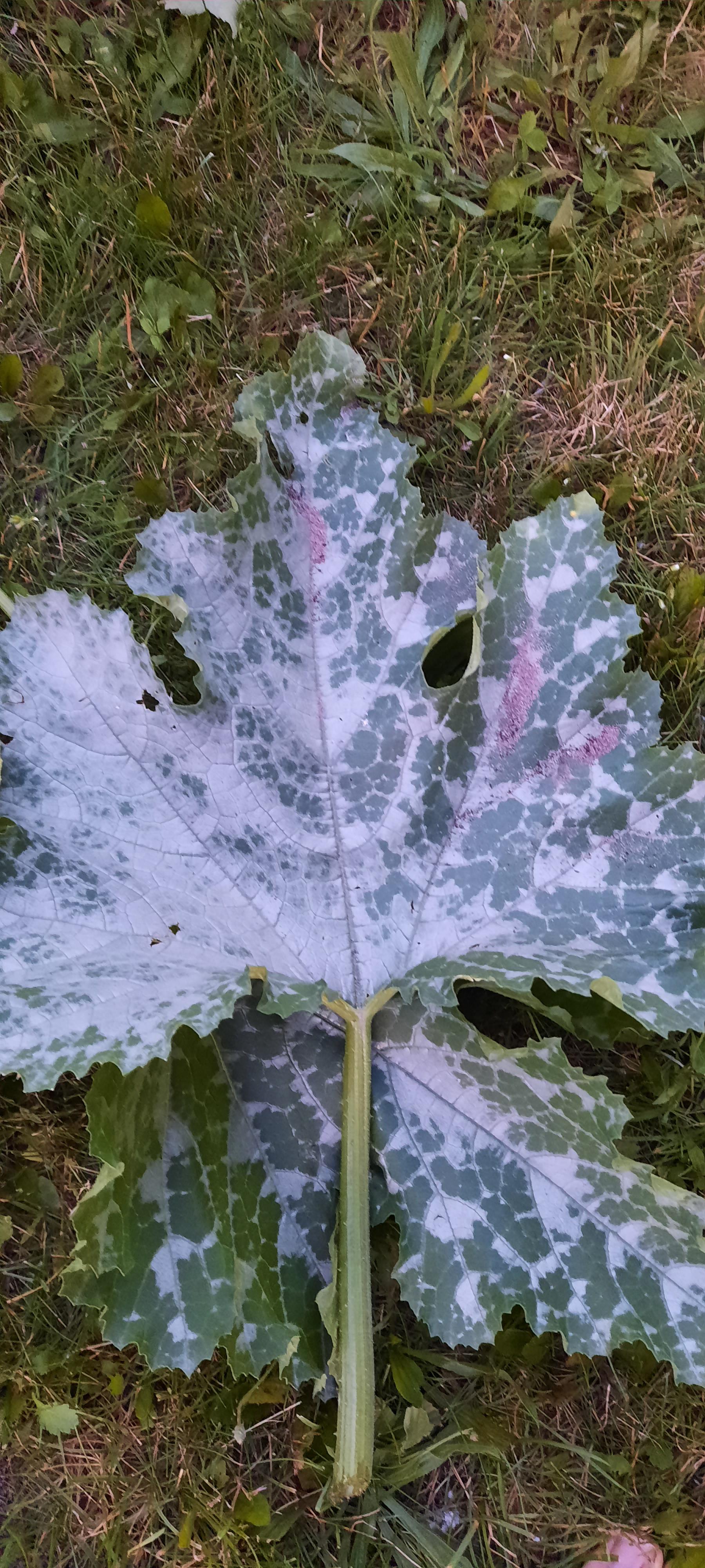 Can anyone tell me why my zucchini leaves are turning white? Been doing