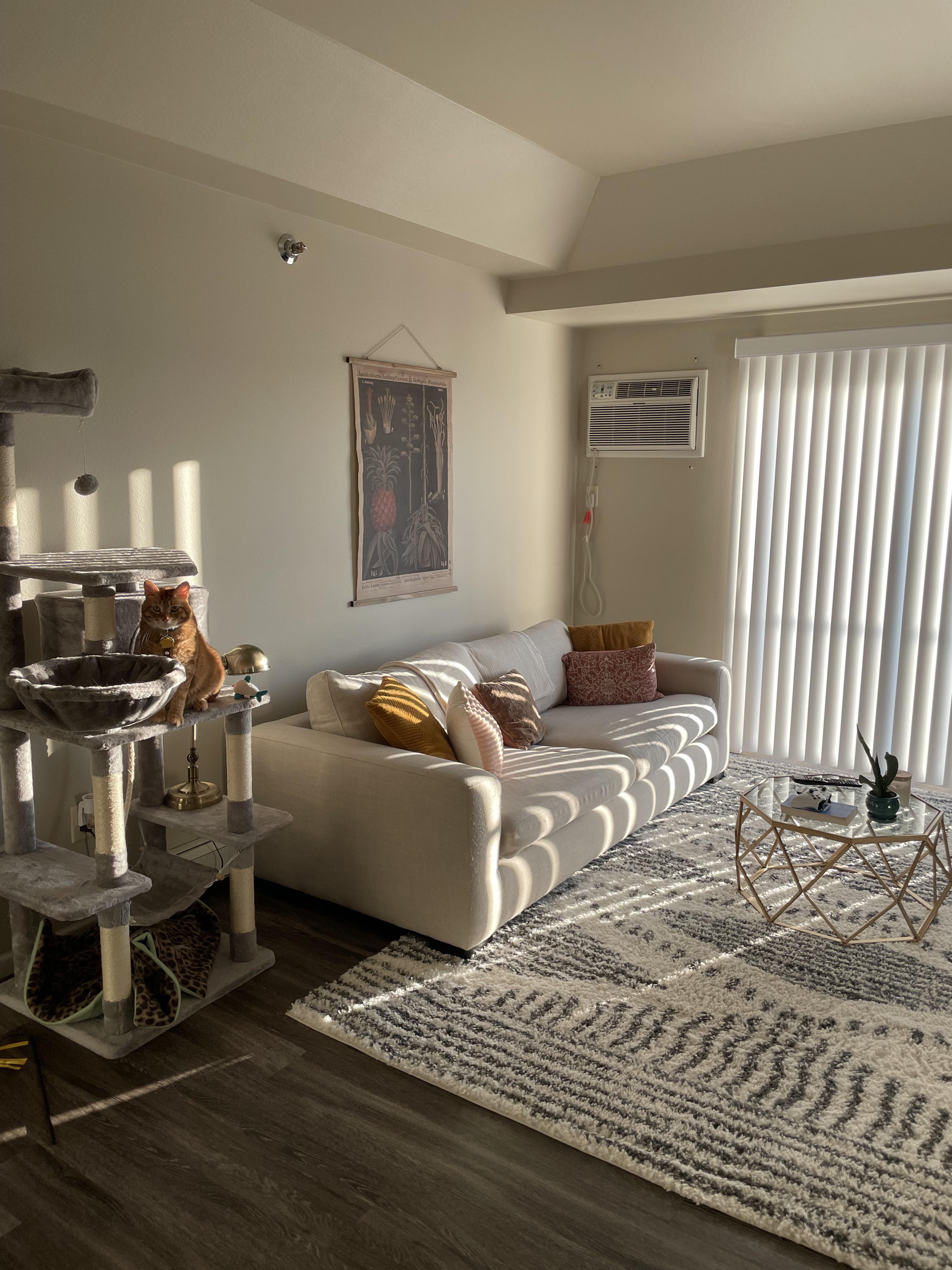 Finally got a rug for my living room and it feels so much more cozy