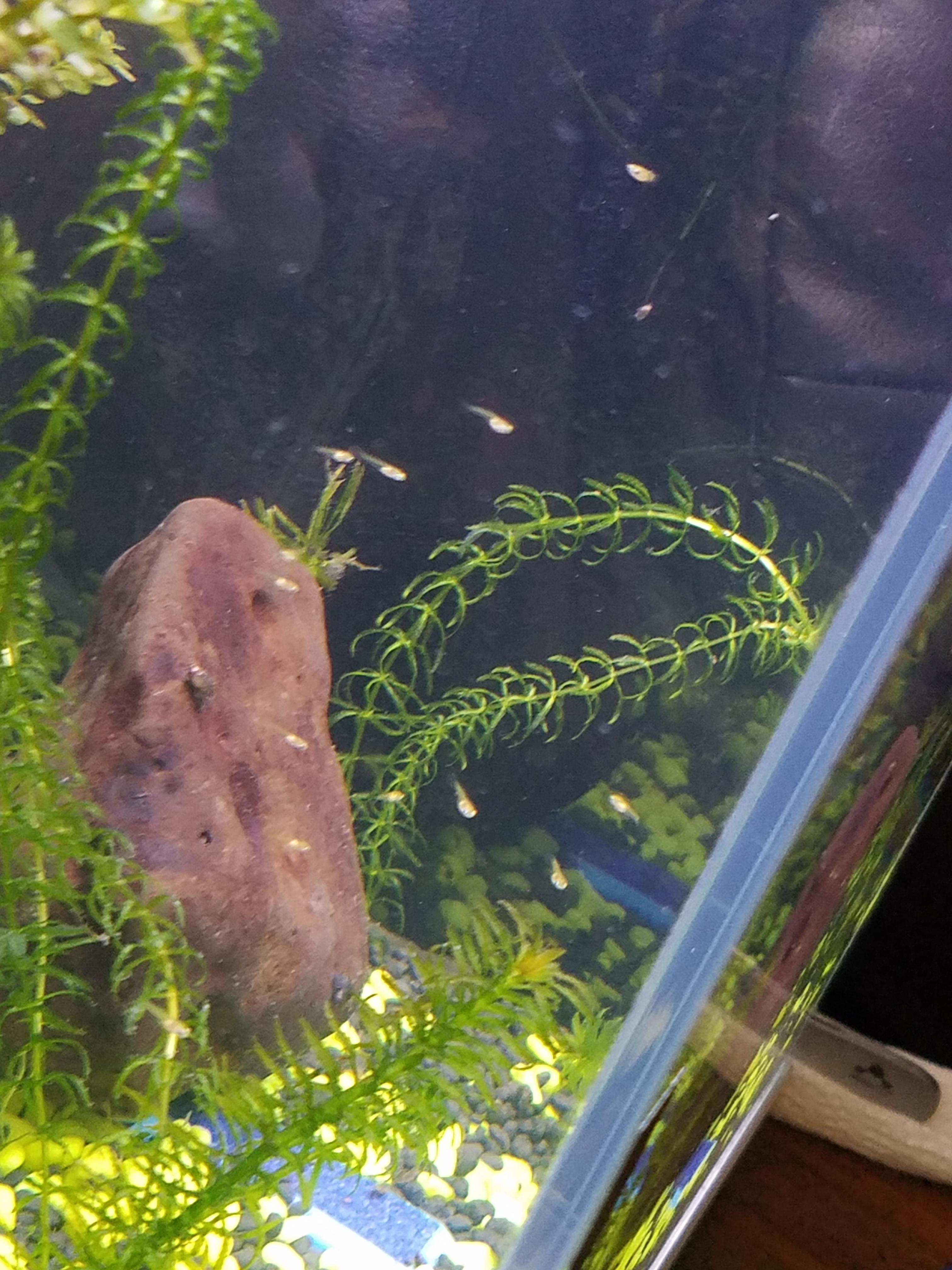 First guppy fry! r/Aquariums