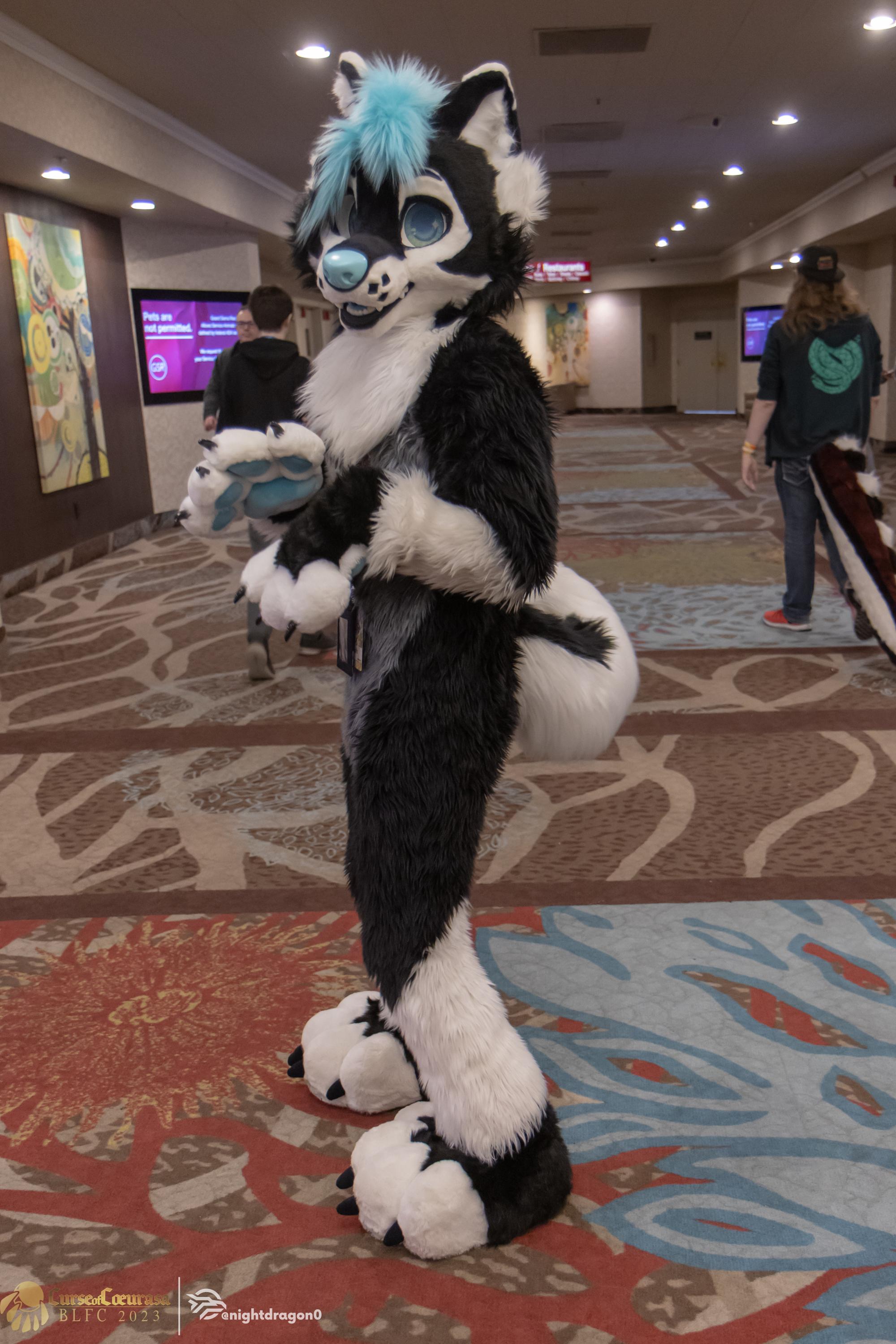 Anyone know who this fursuiter is? : fursuits