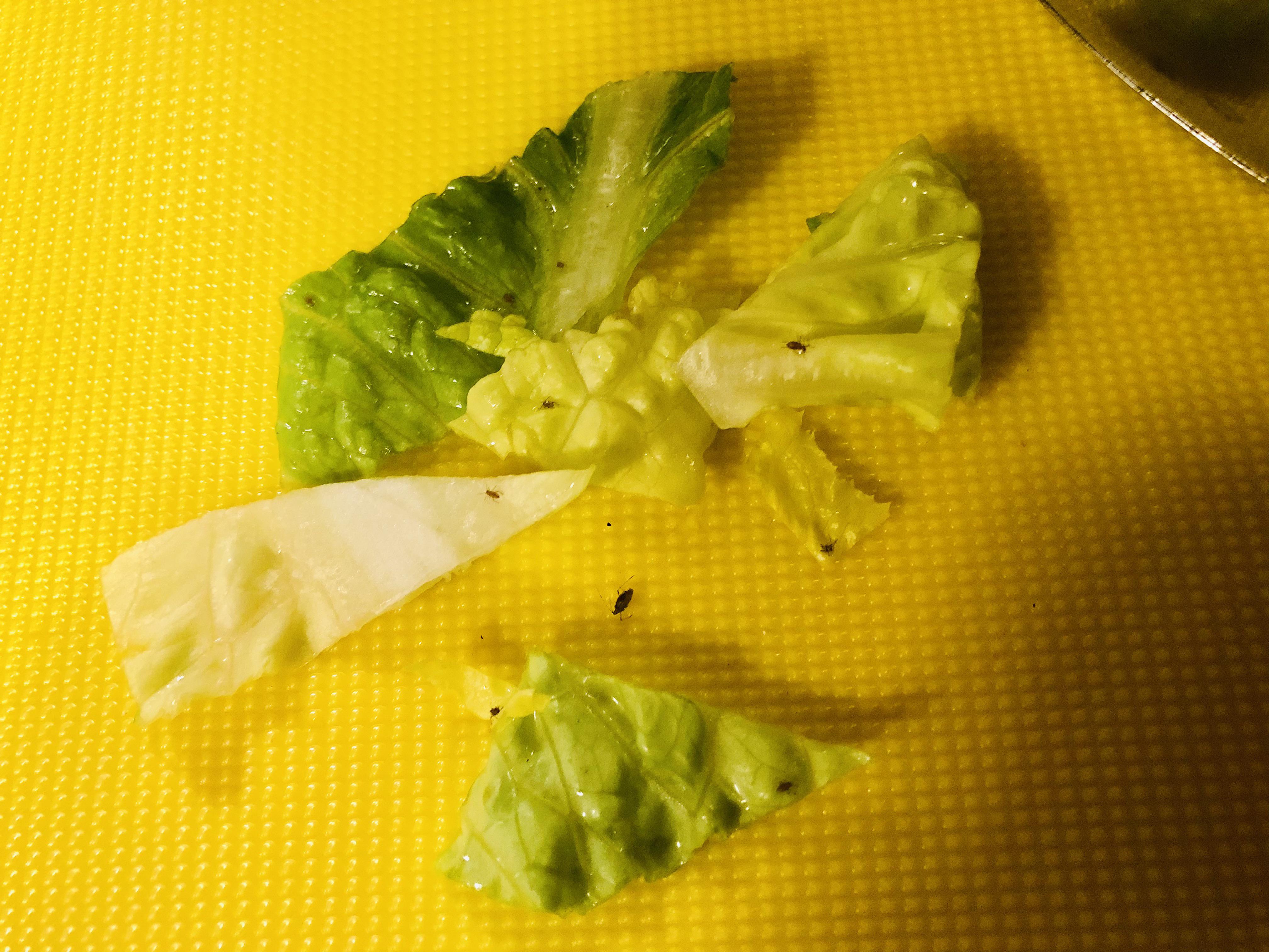 Triple washed the lettuce before making salad for my family. Nobody