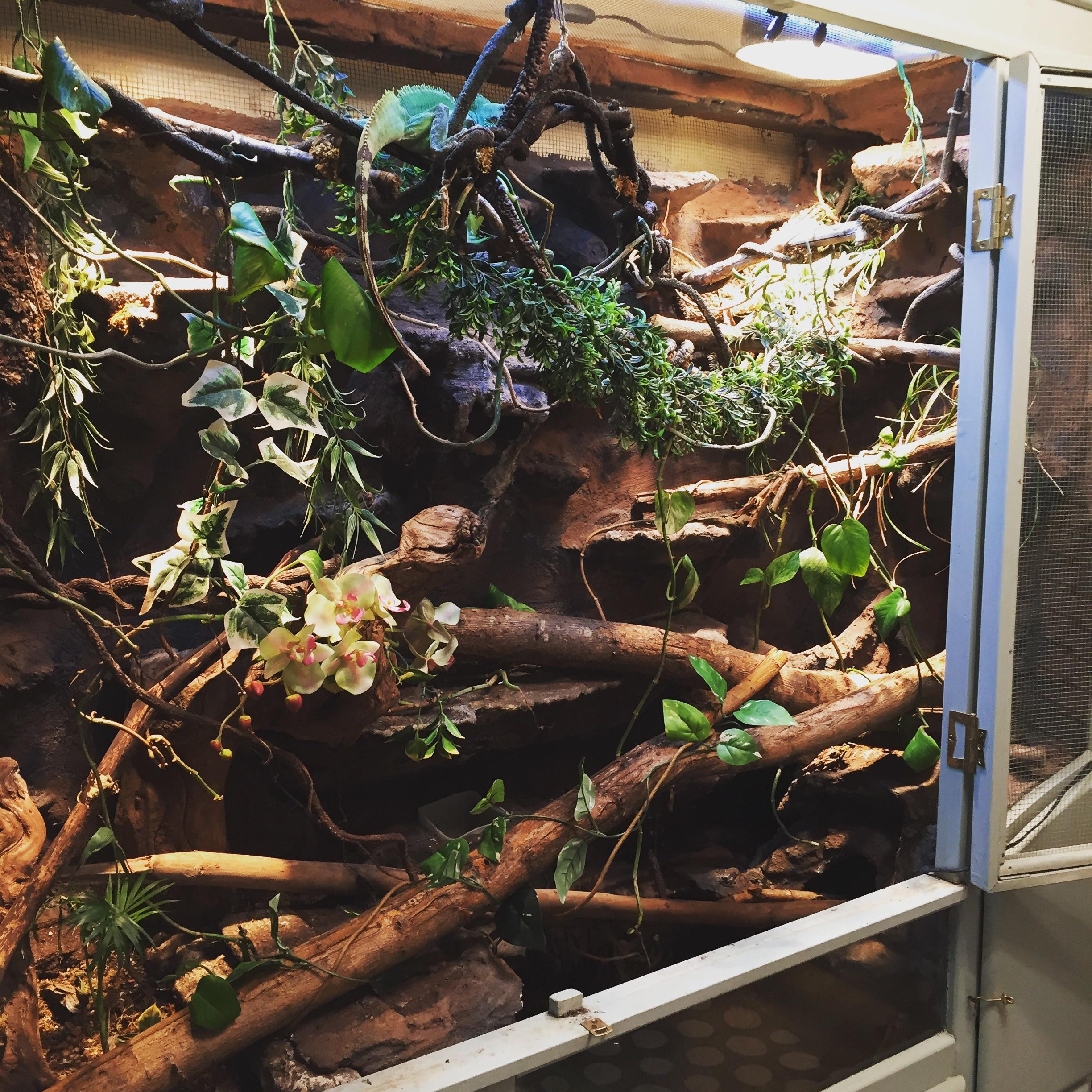 My water dragon enclosure (6'x7'x3') and Norbert the CWD reptiles
