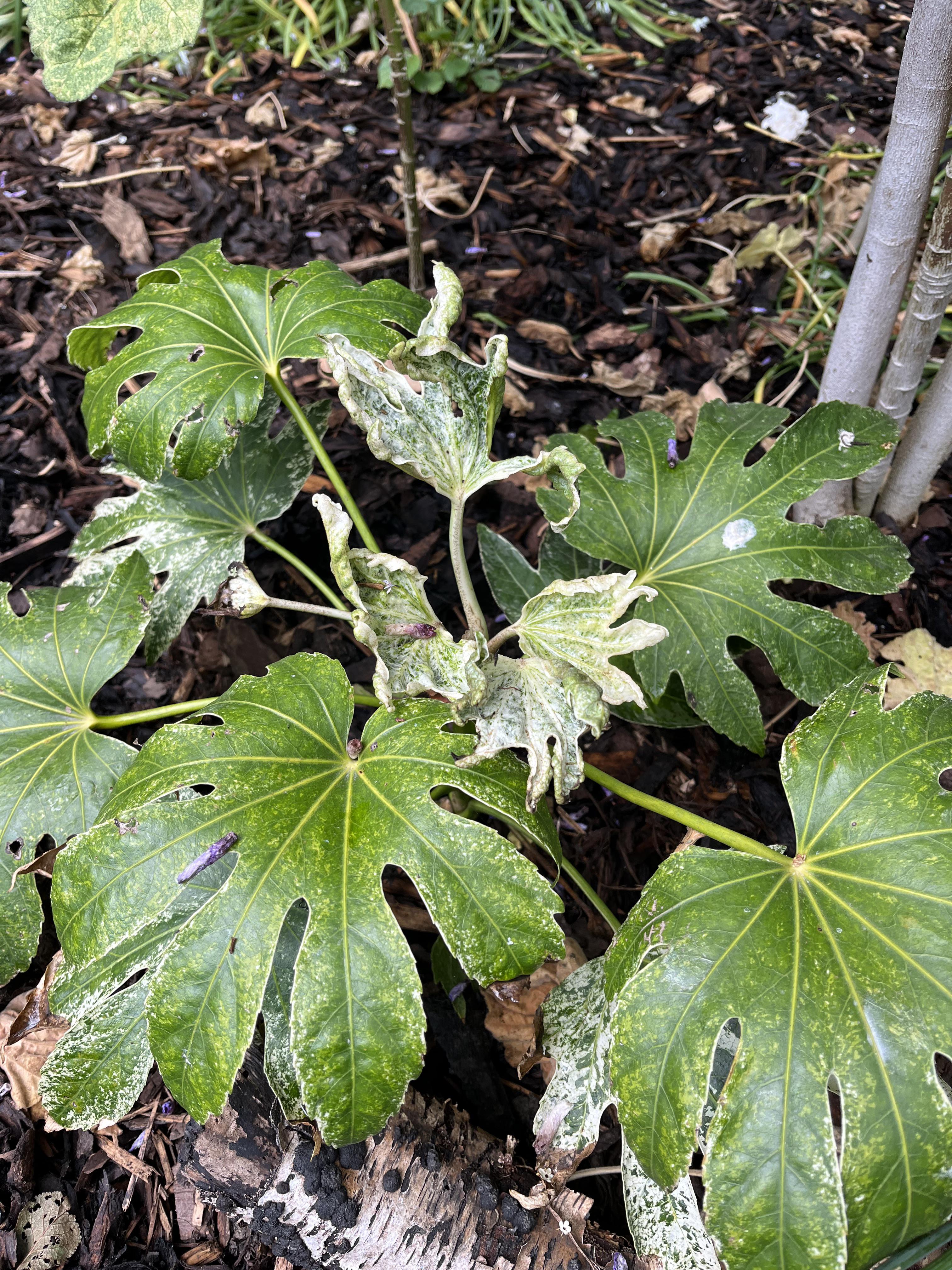 Why are my fatsia leaves so deformed 😭😭😭 r/plantclinic