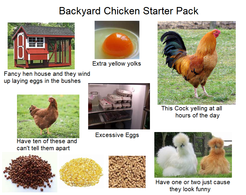 Backyard Chicken Starter Pack r/starterpacks