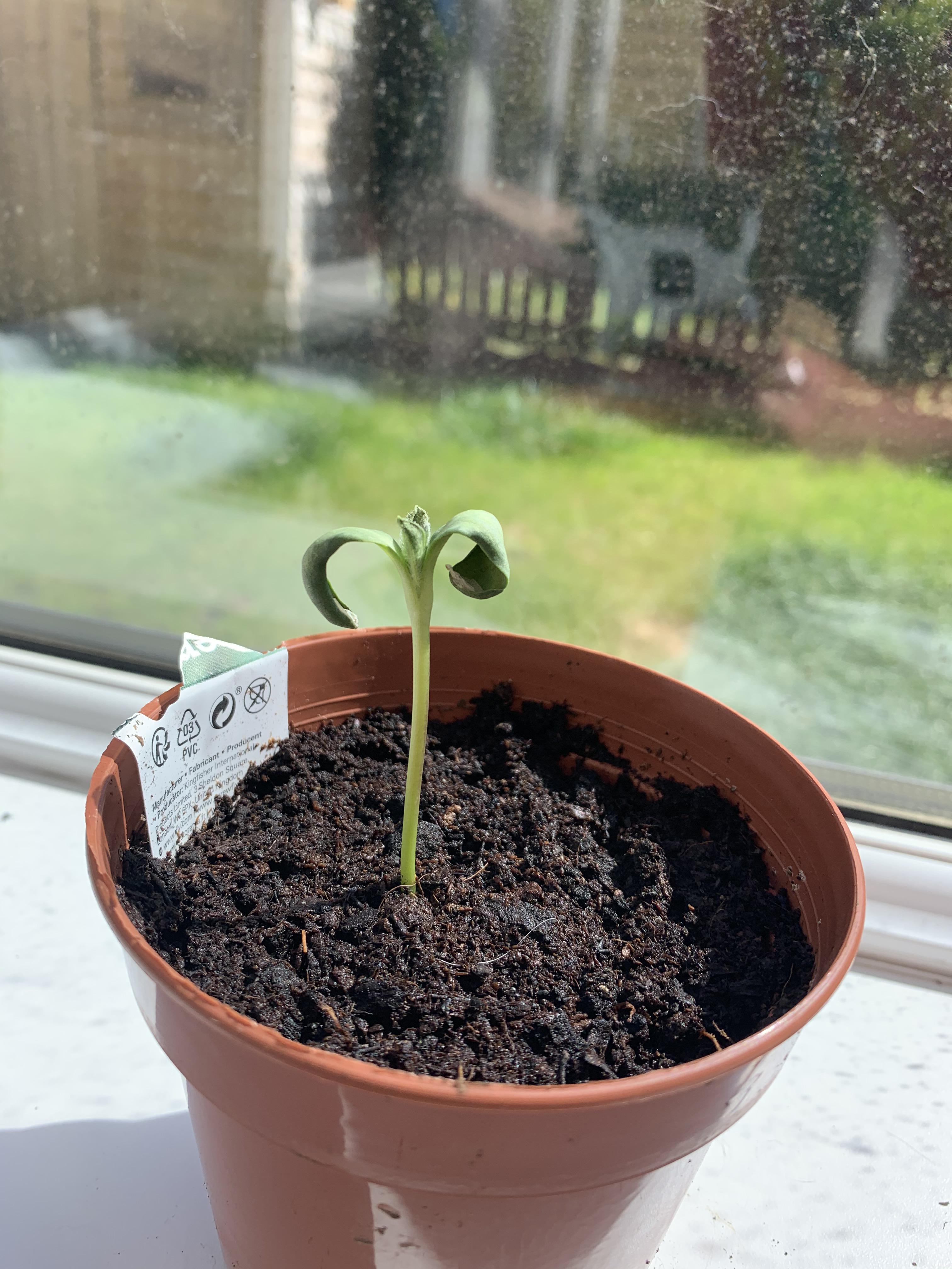 Sunflower leaves curling down why? Kept in a conservatory, watered