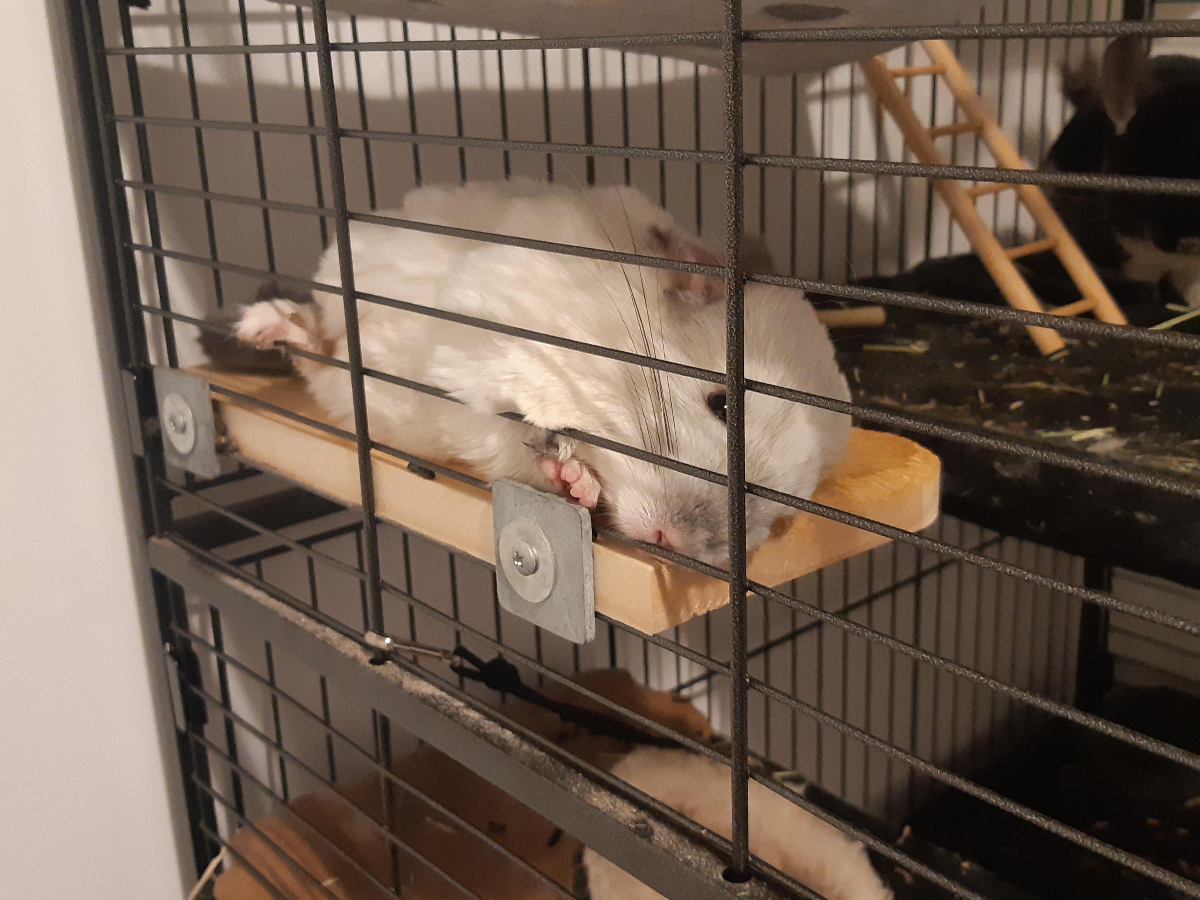 Your chinchilla will also fall asleep after the game