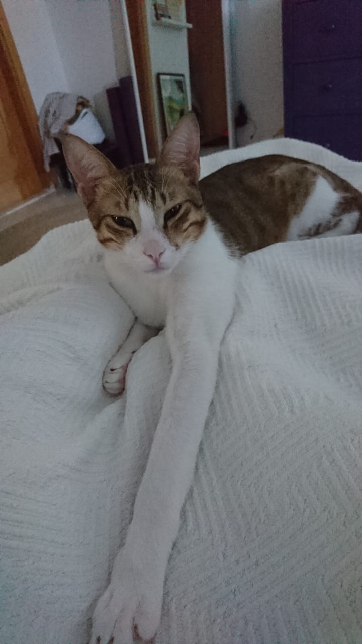 My cats really really long arm. r/pics