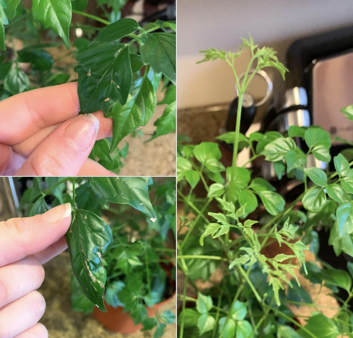 My ivy? has spots. Could it be bugs? (Plant care/details listed in