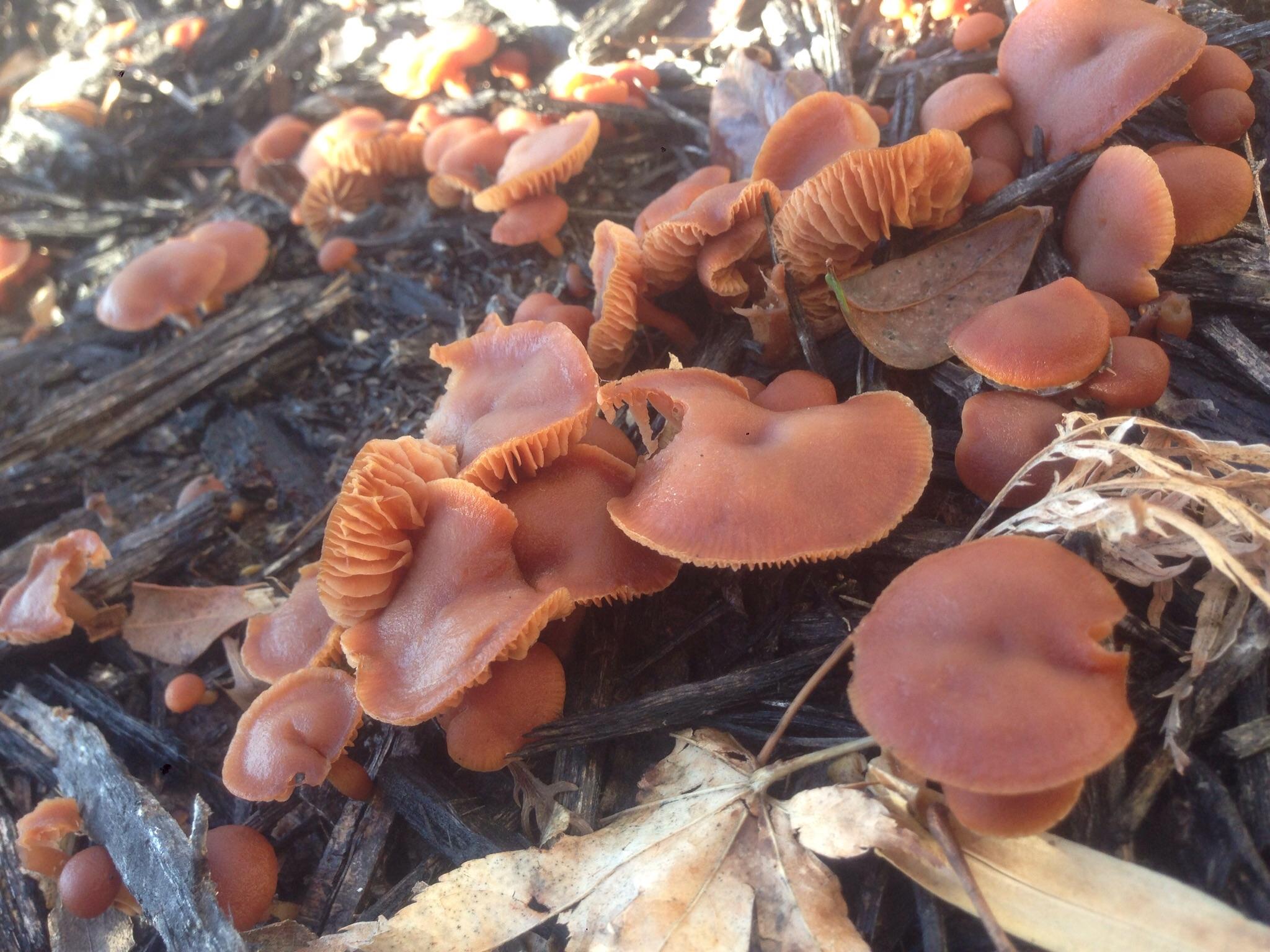 Found growing in wood mulch in 40 degree weather in Missouri, had a