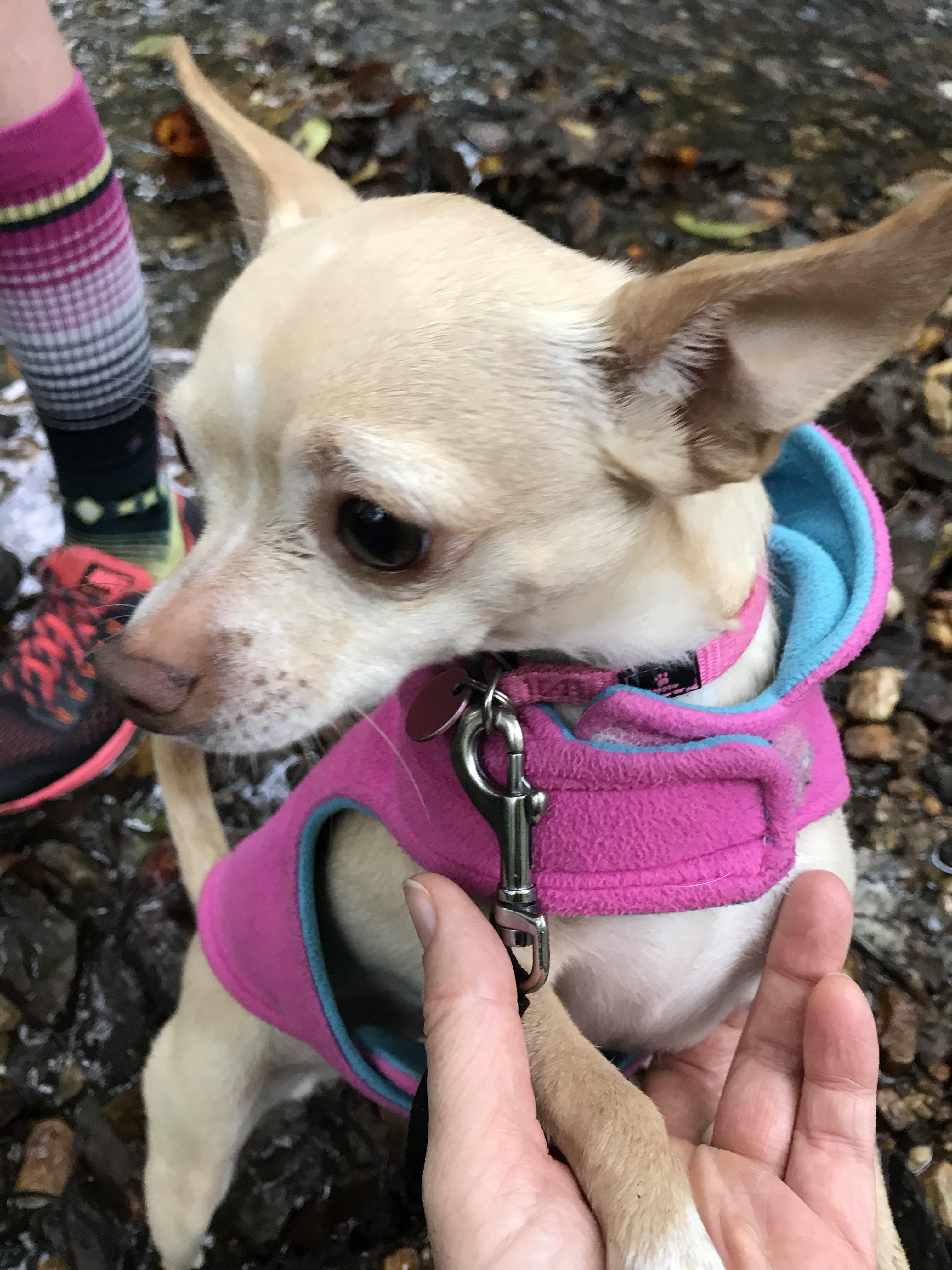 Chihuahua in the great outdoors. r/Chihuahua