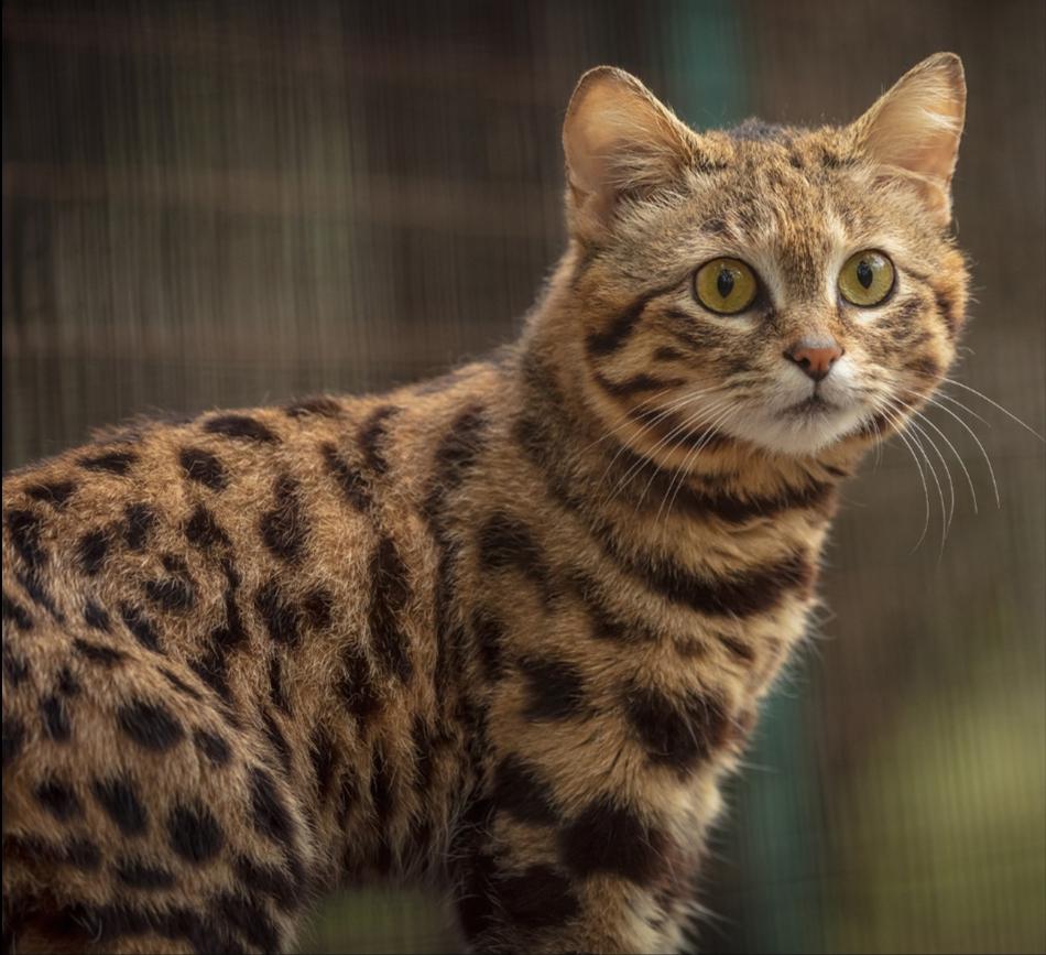 Black Footed Cat