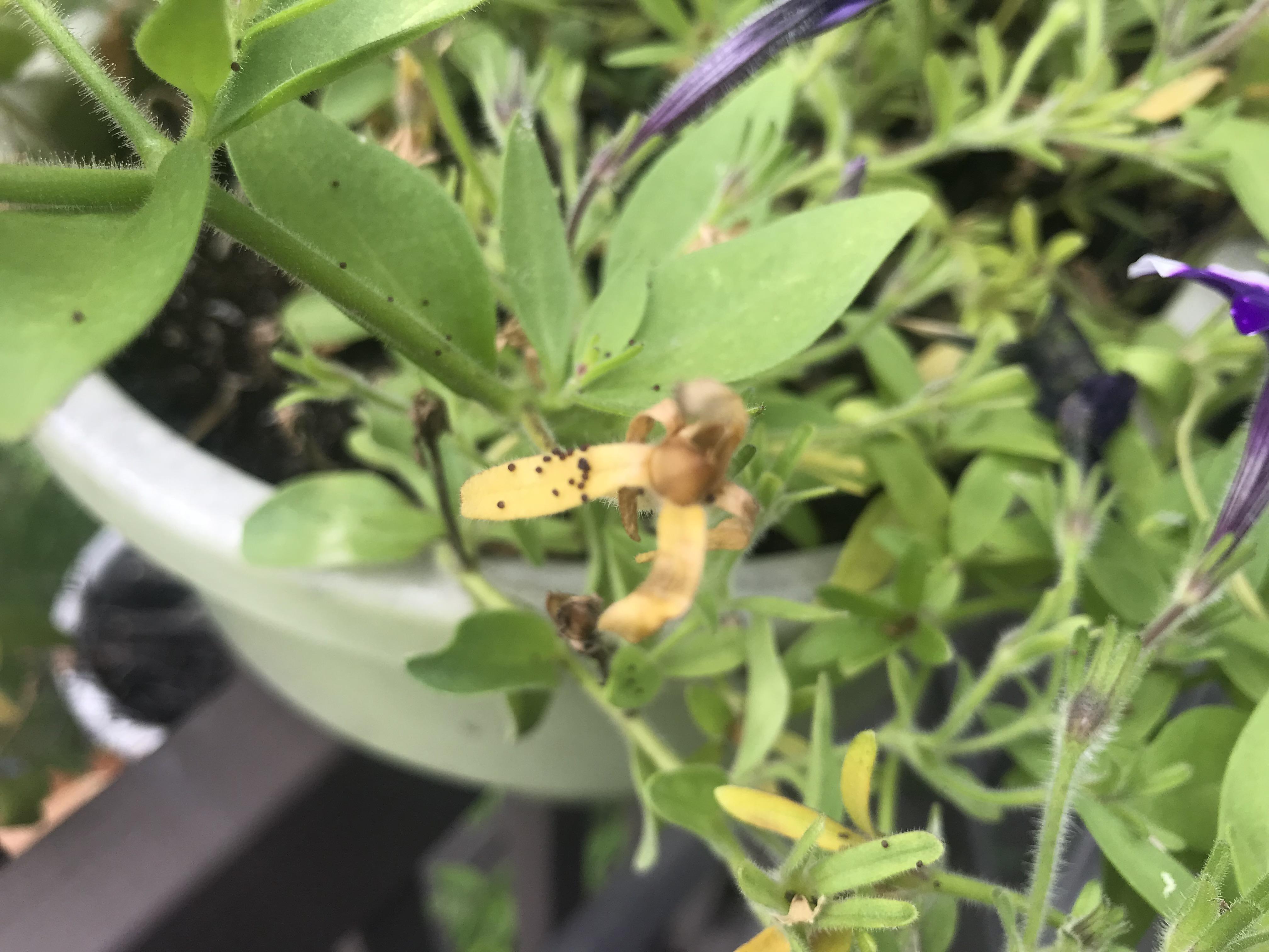 Are my petunias diseased? They look terrible and have these black dots